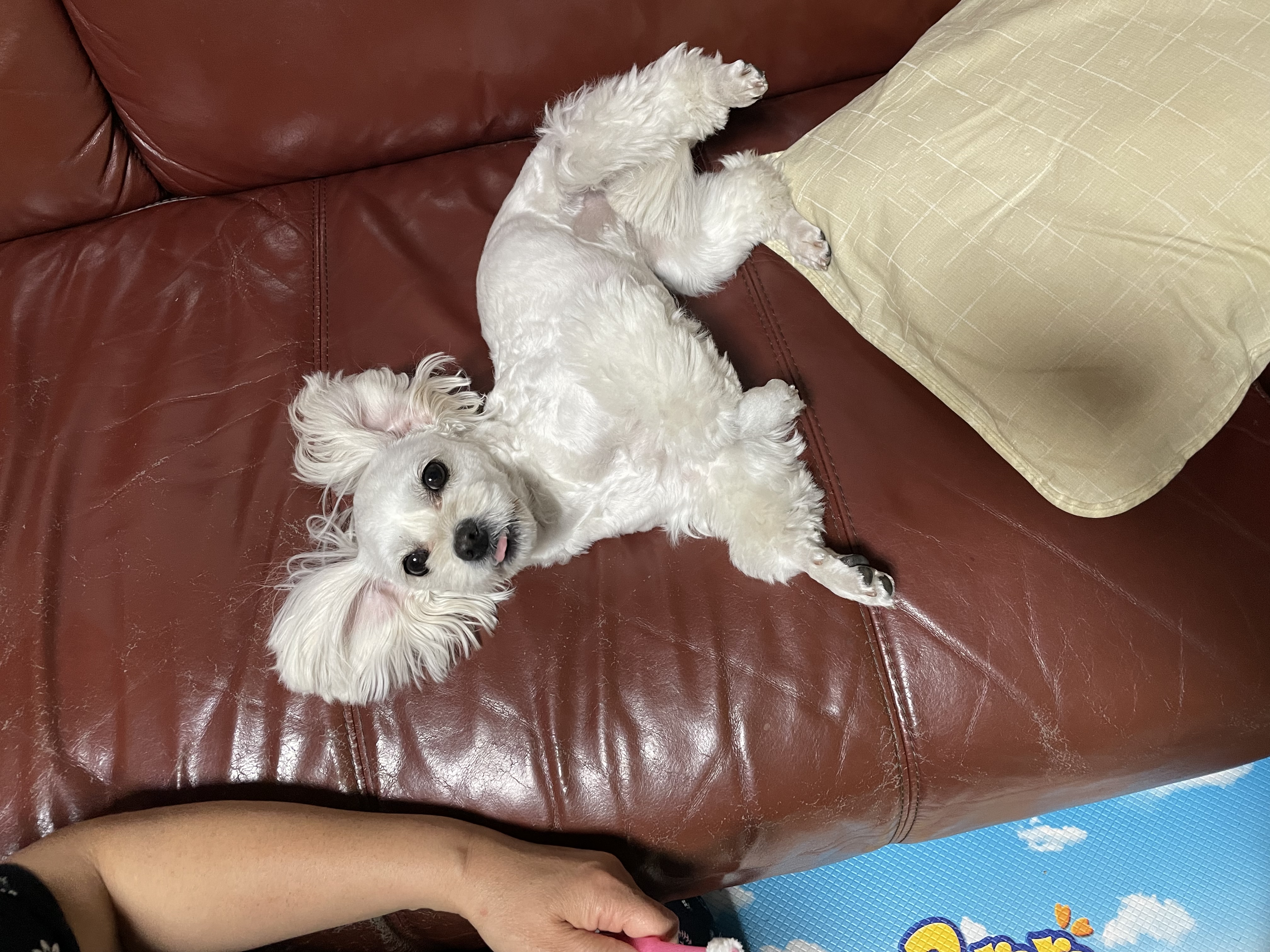 크림이(청삼이)와 가족이 된지 1년이 넘었네요~