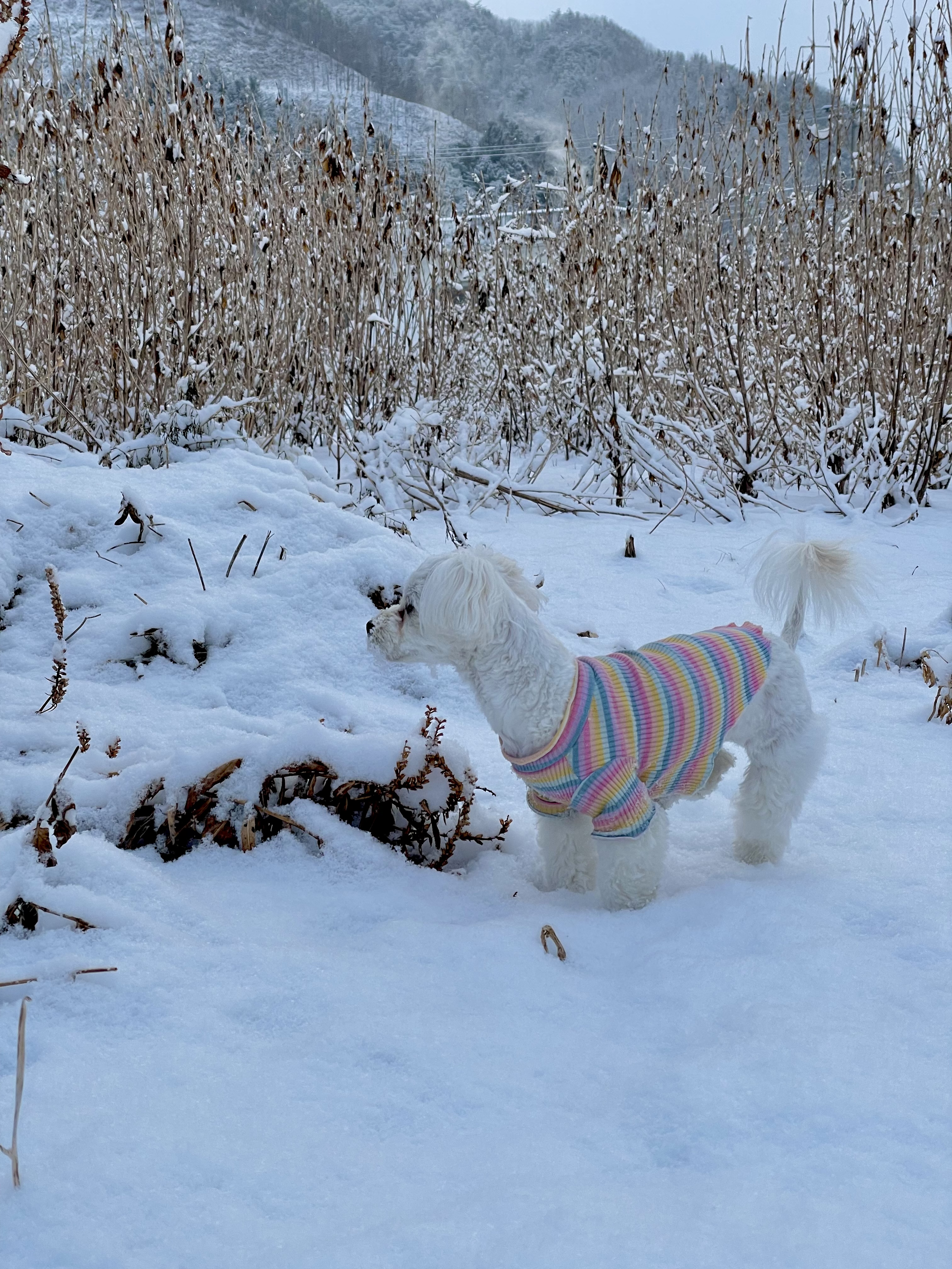 크림이(청삼이)와 가족이 된지 1년이 넘었네요~