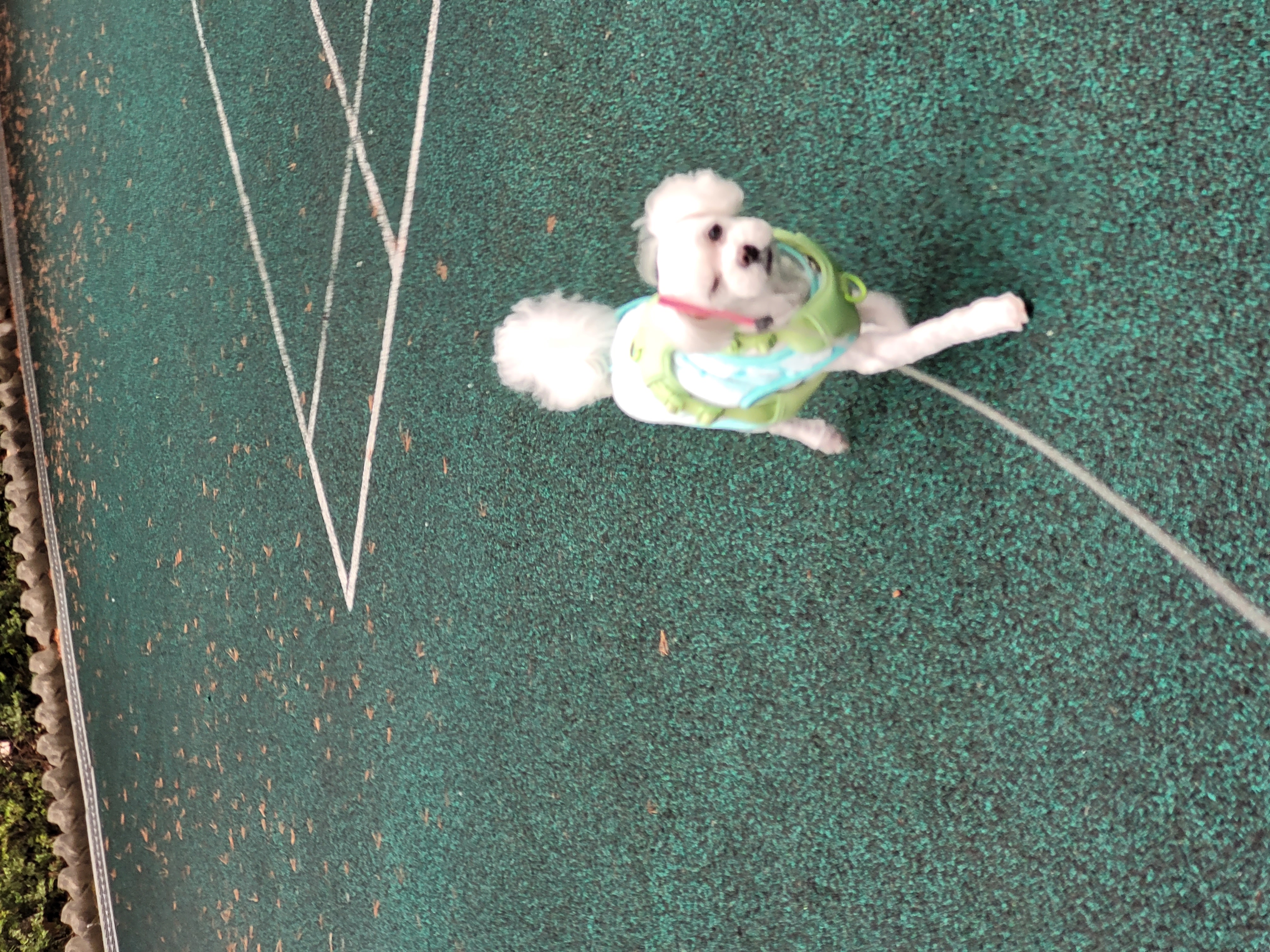 호두~ 입양 벌써 1년이 넘었네요~