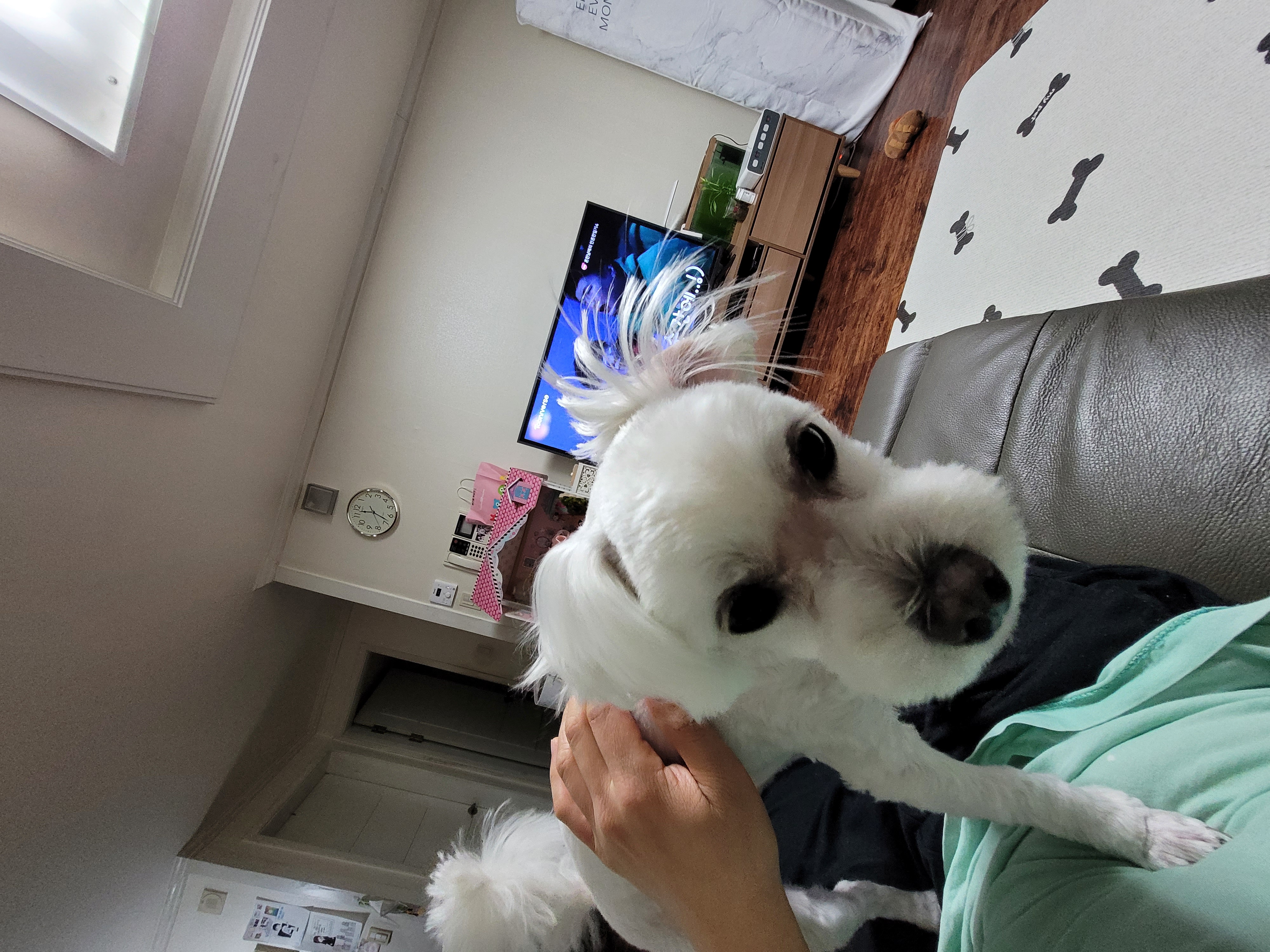 호두~ 입양 벌써 1년이 넘었네요~