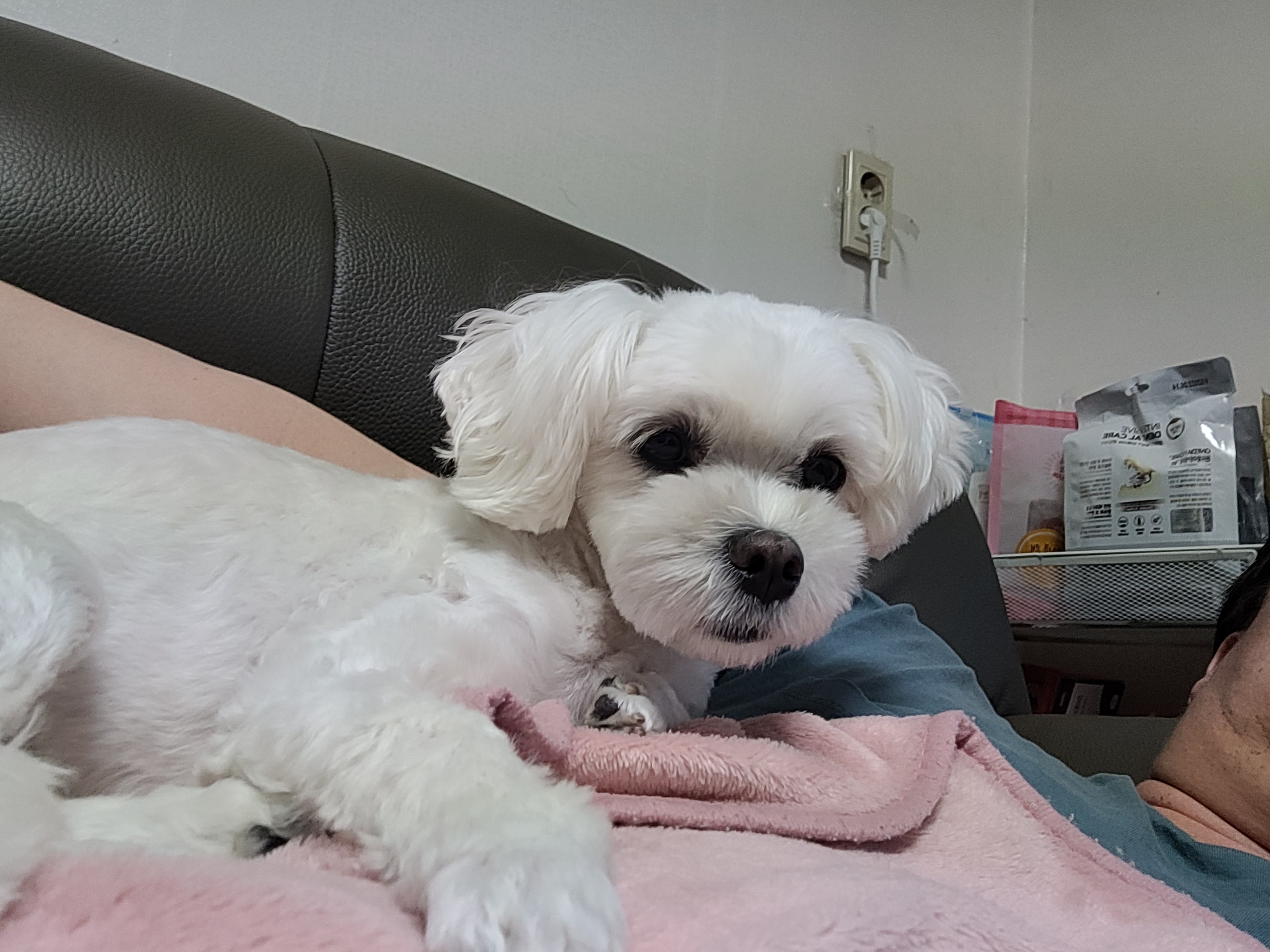 호두~ 입양 벌써 1년이 넘었네요~