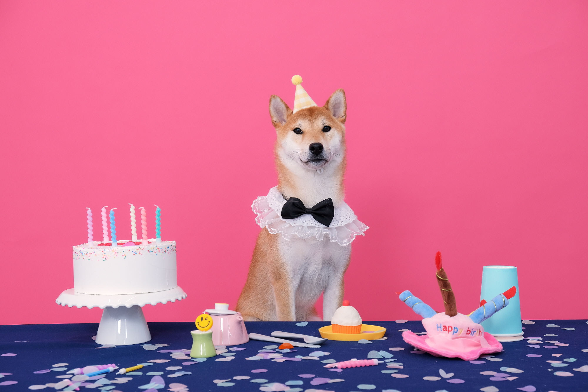 한시 리오 일년 입양후기