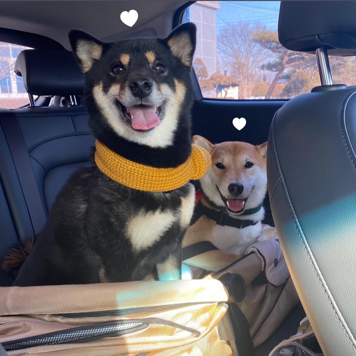 한시 리오 일년 입양후기