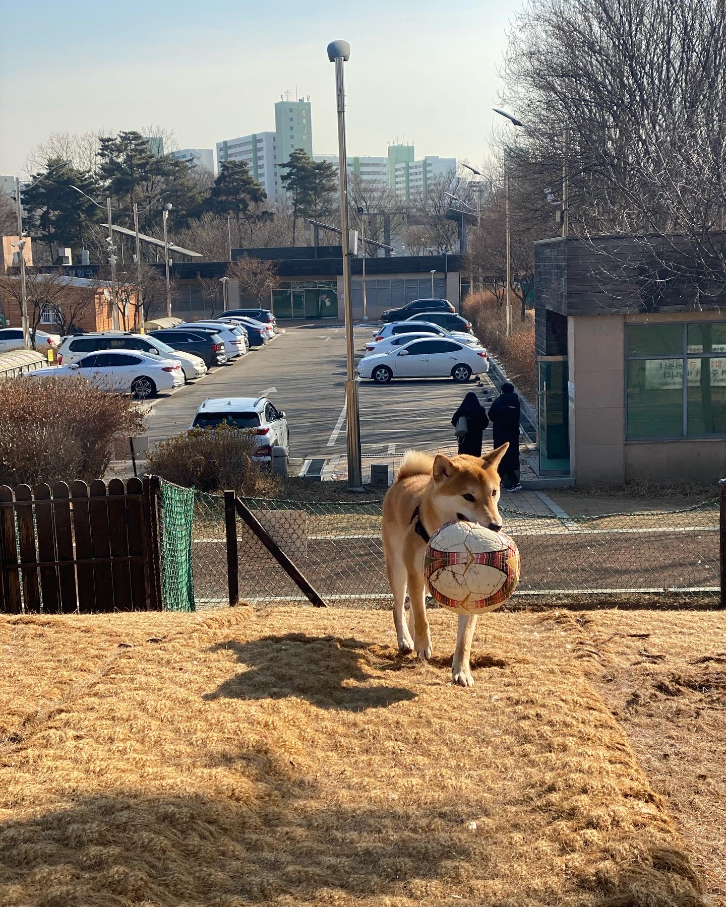 한시 리오 일년 입양후기
