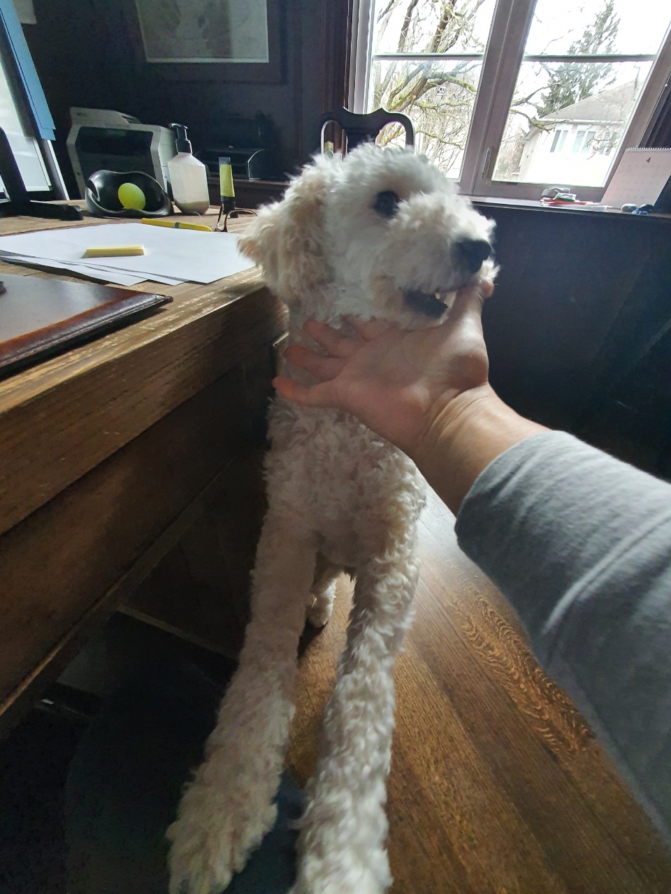 곤지암94(해일이) 입양1년차