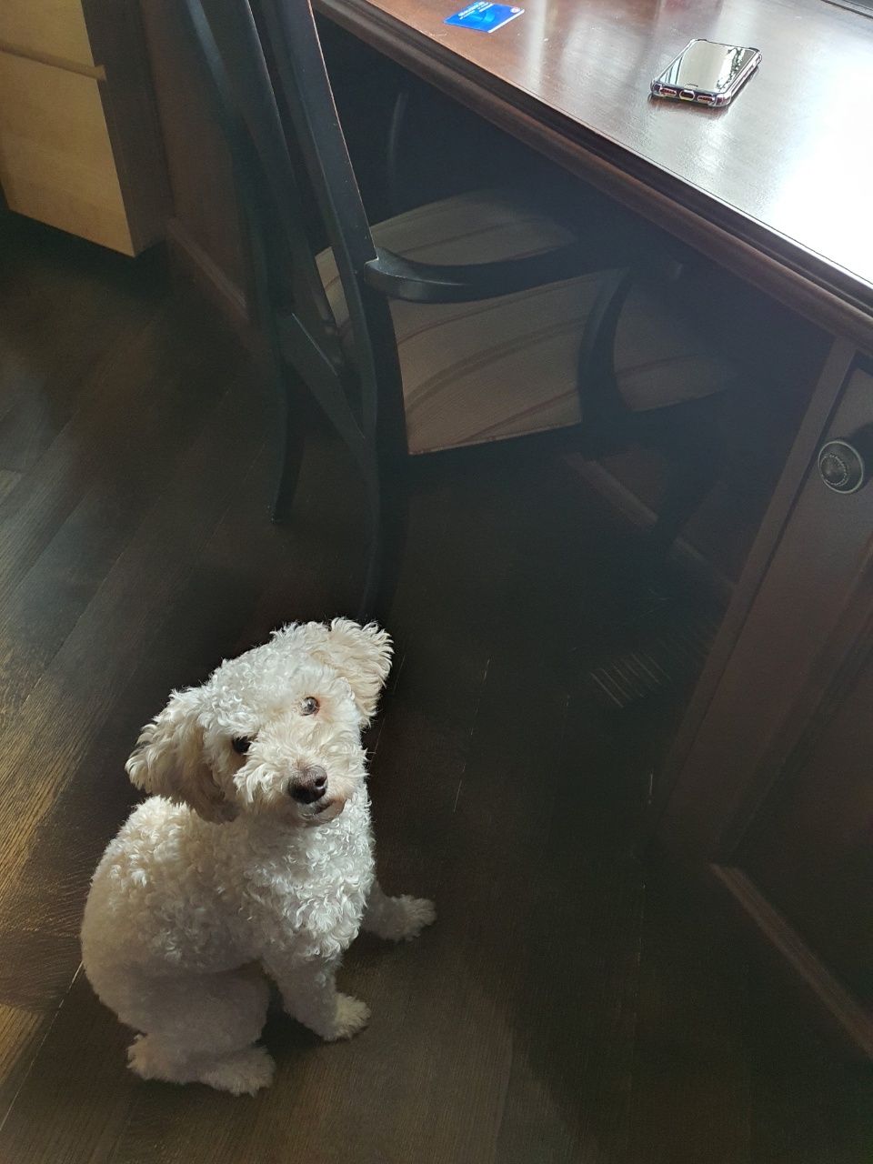 곤지암94(해일이) 입양1년차