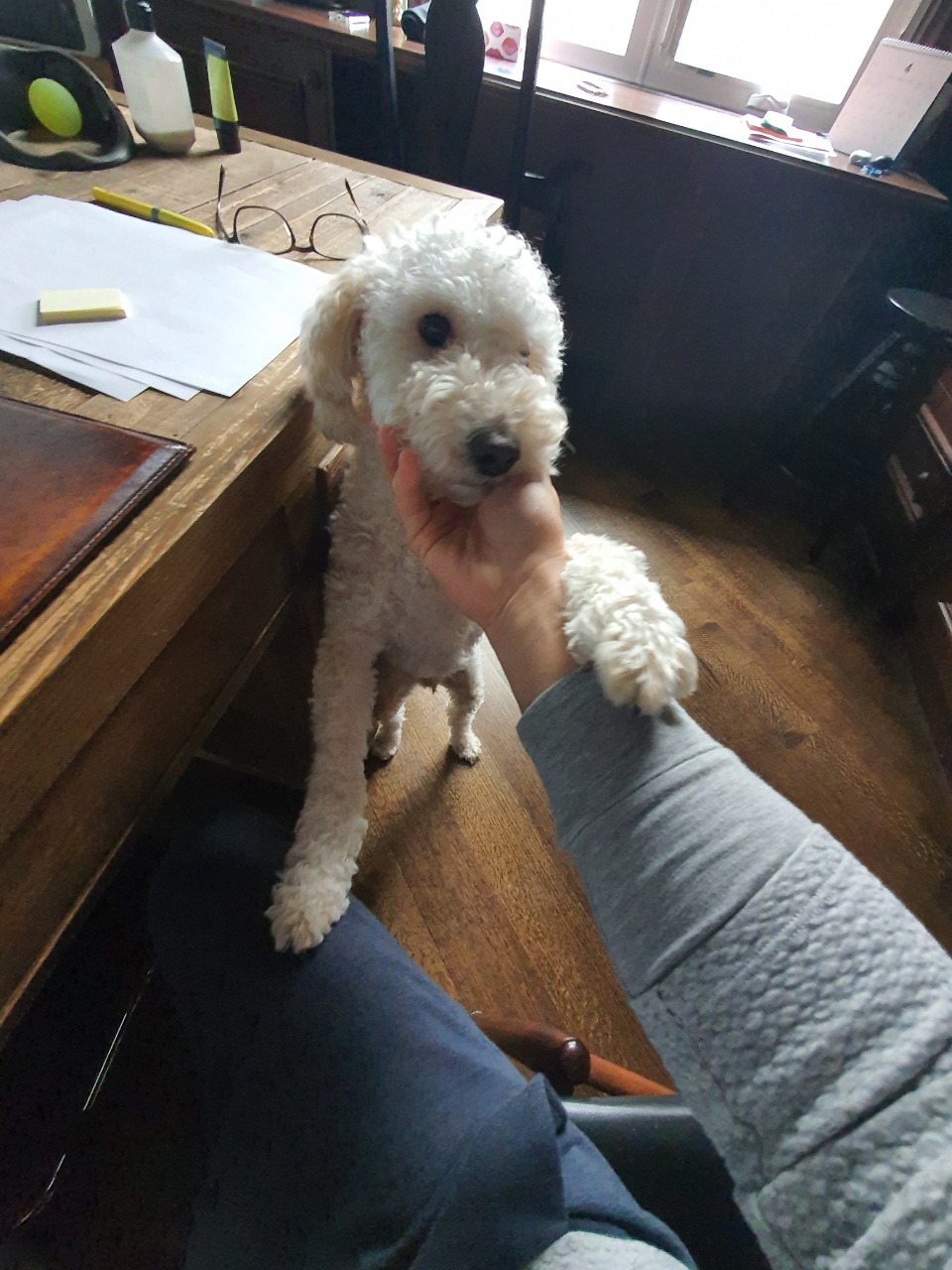 곤지암94(해일이) 입양1년차