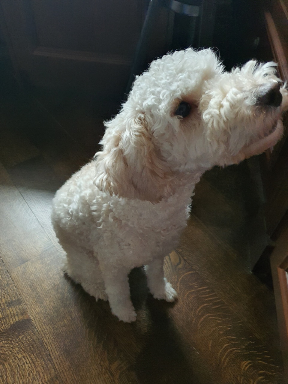 곤지암94(해일이) 입양1년차