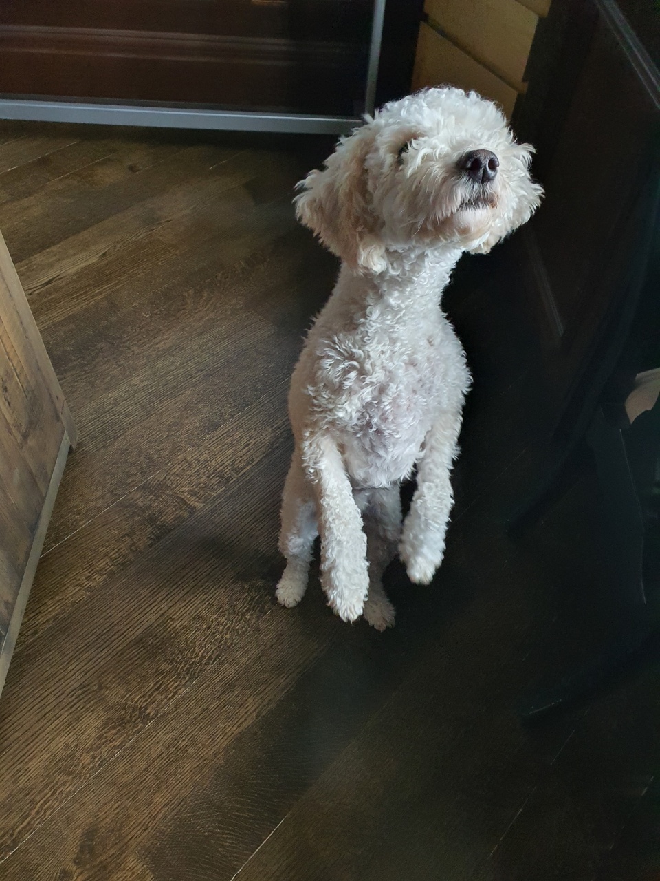 곤지암94(해일이) 입양1년차