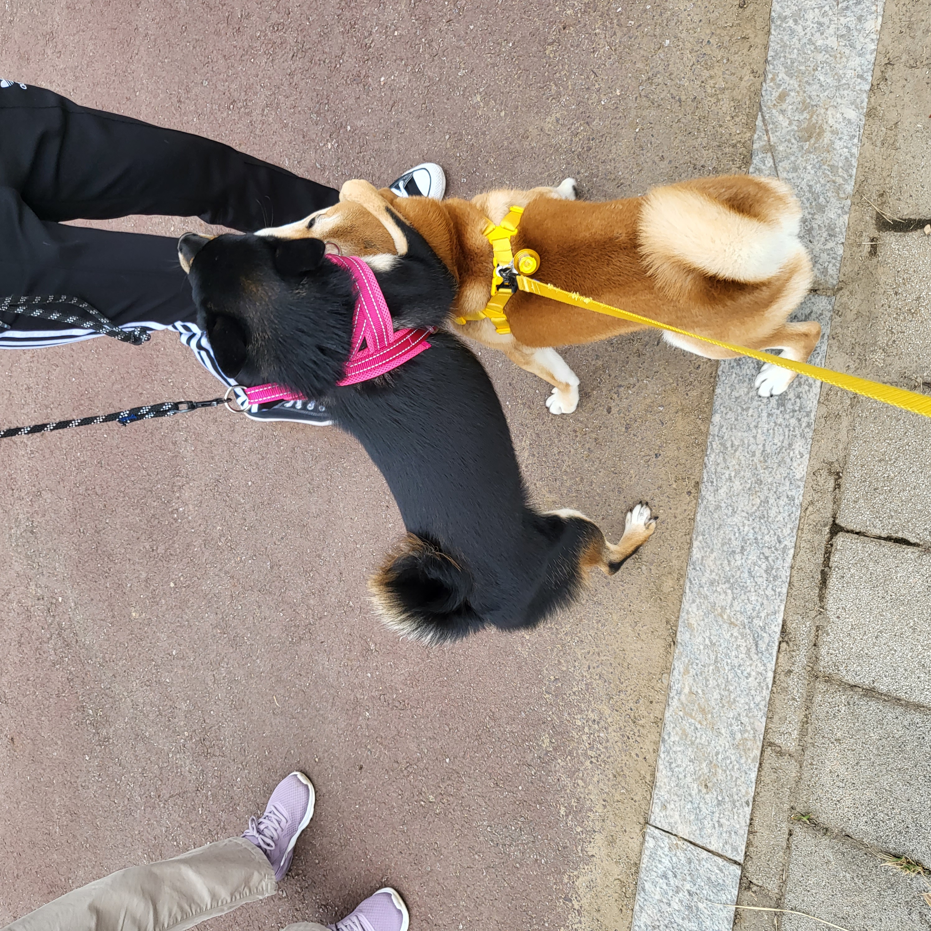 곤지암 세시 강이 1년♡