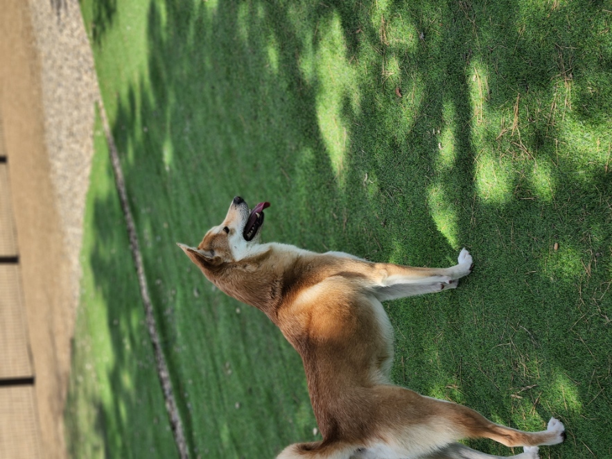 4월 1일은 밤비 생일 입니다.