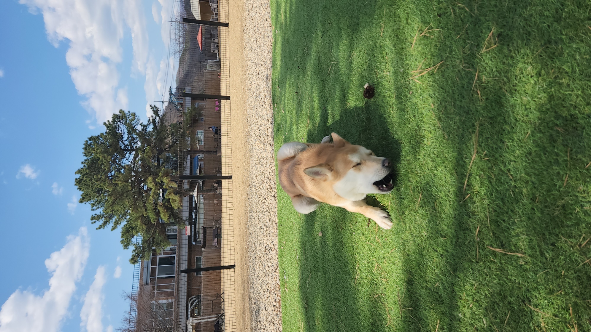 4월 1일은 밤비 생일 입니다.