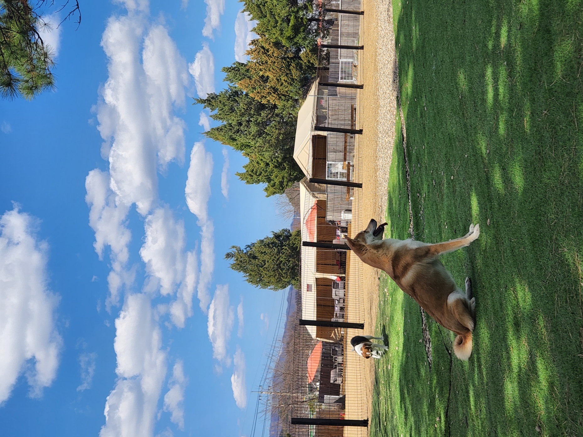 4월 1일은 밤비 생일 입니다.