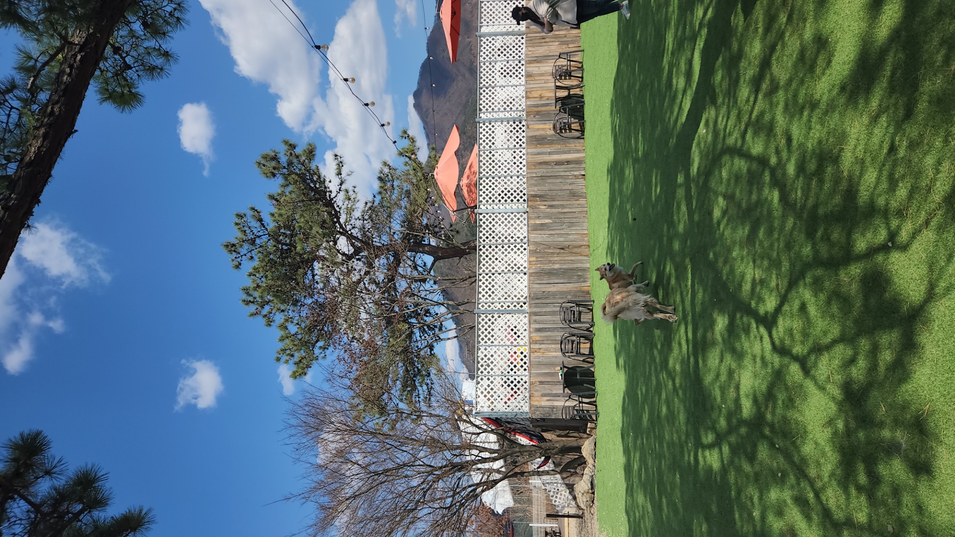 4월 1일은 밤비 생일 입니다.