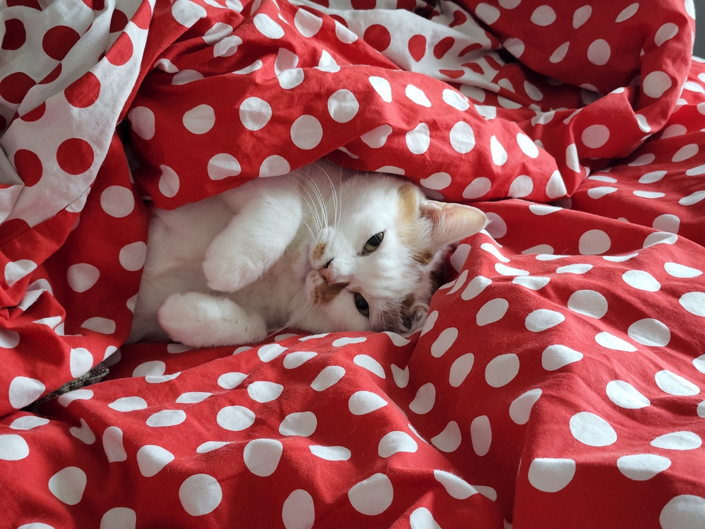 [뻔순이] 2022년 일상