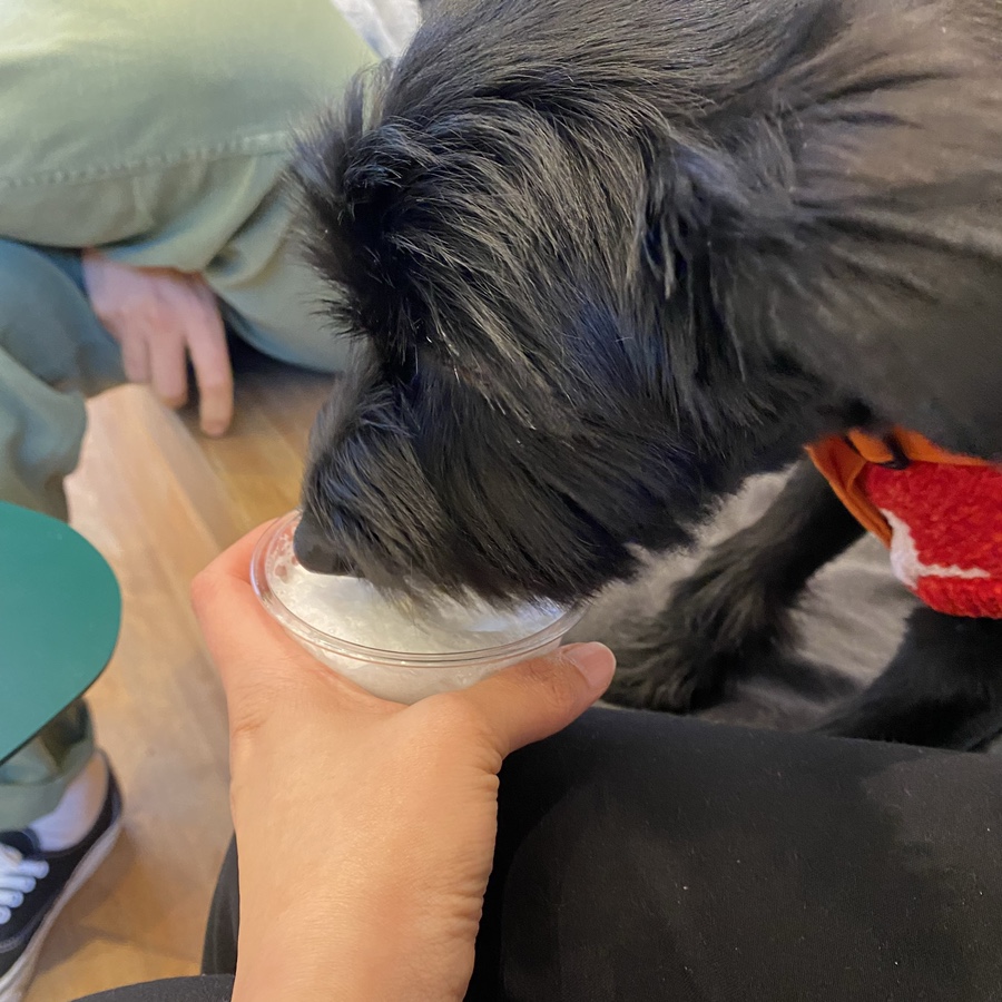 (동자연_댄) 댄과 가족이 된지 벌써 한 달 ❤️