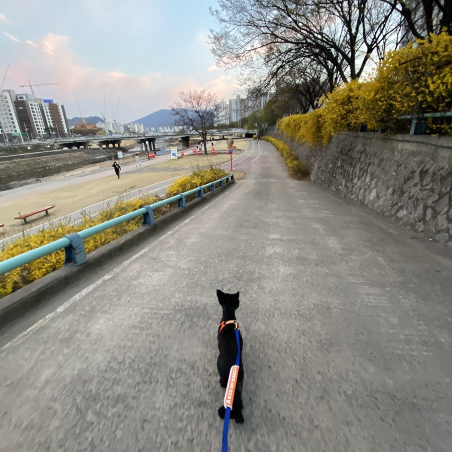 (동자연_댄) 댄과 가족이 된지 벌써 한 달 ❤️