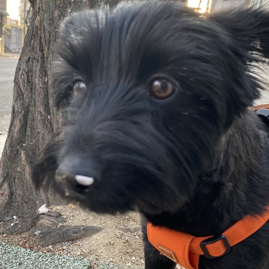 (동자연_댄) 댄과 가족이 된지 벌써 한 달 ❤️