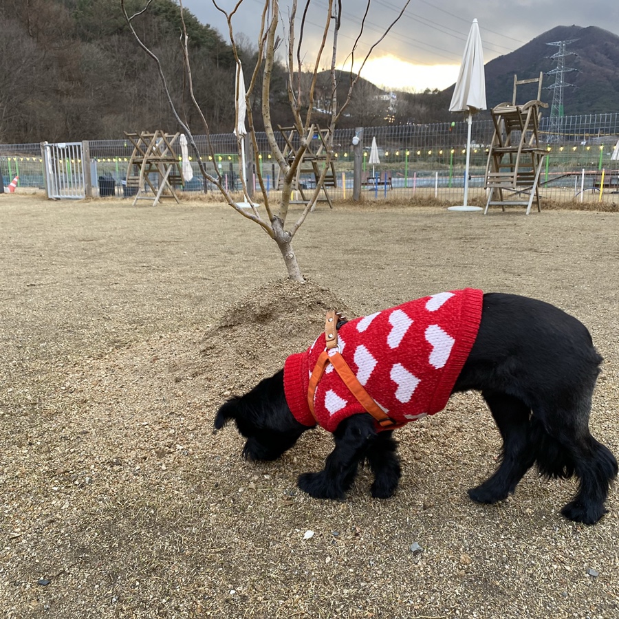 (동자연_댄) 댄과 가족이 된지 벌써 한 달 ❤️