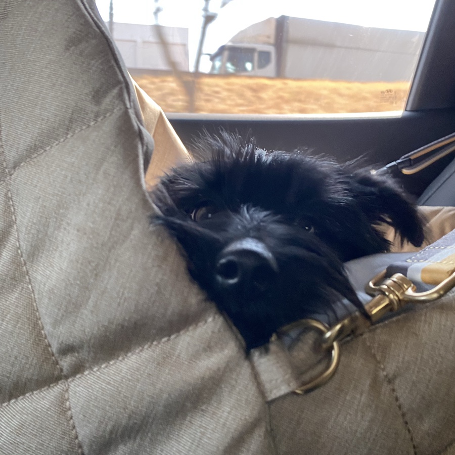 (동자연_댄) 댄과 가족이 된지 벌써 한 달 ❤️