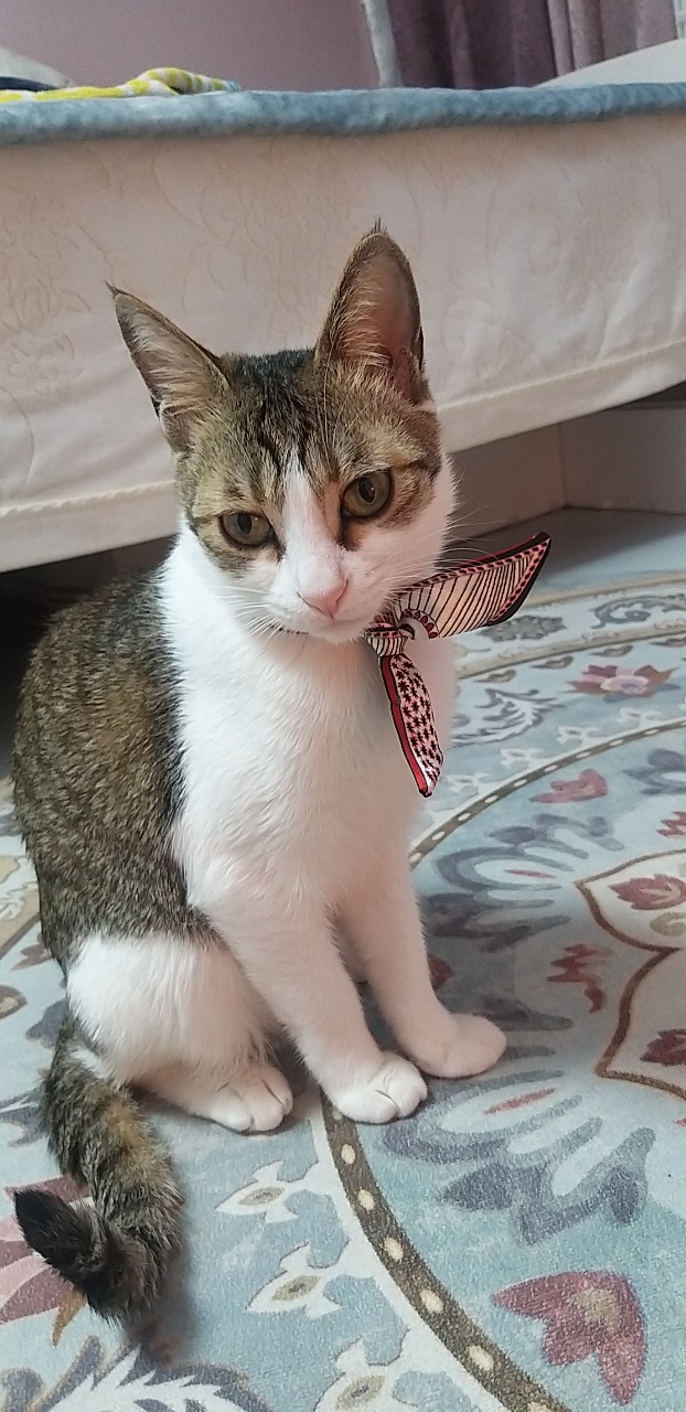 [방울,강이,보배] 고양이가족이 입주했어요~