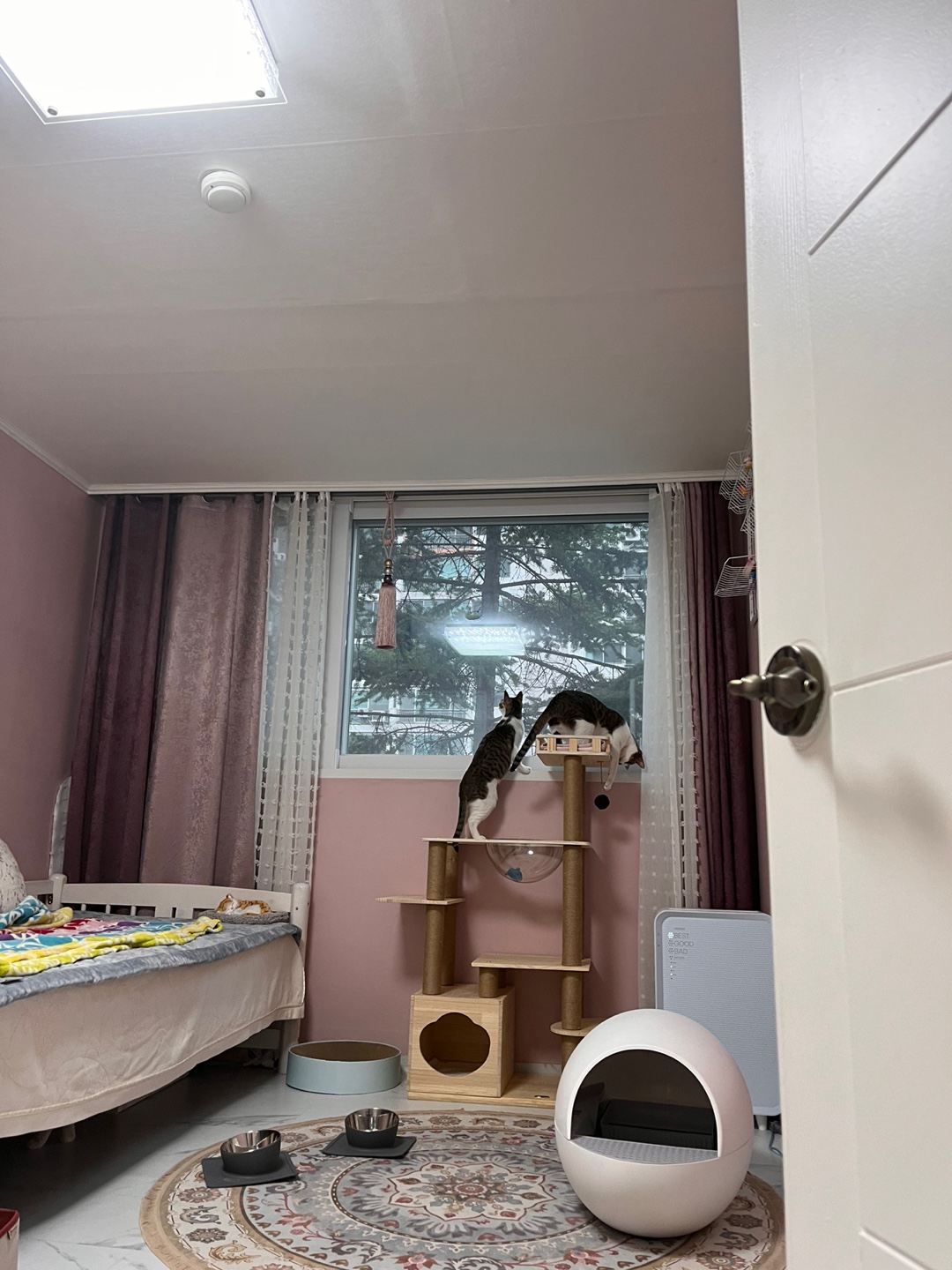 [방울,강이,보배] 고양이가족이 입주했어요~