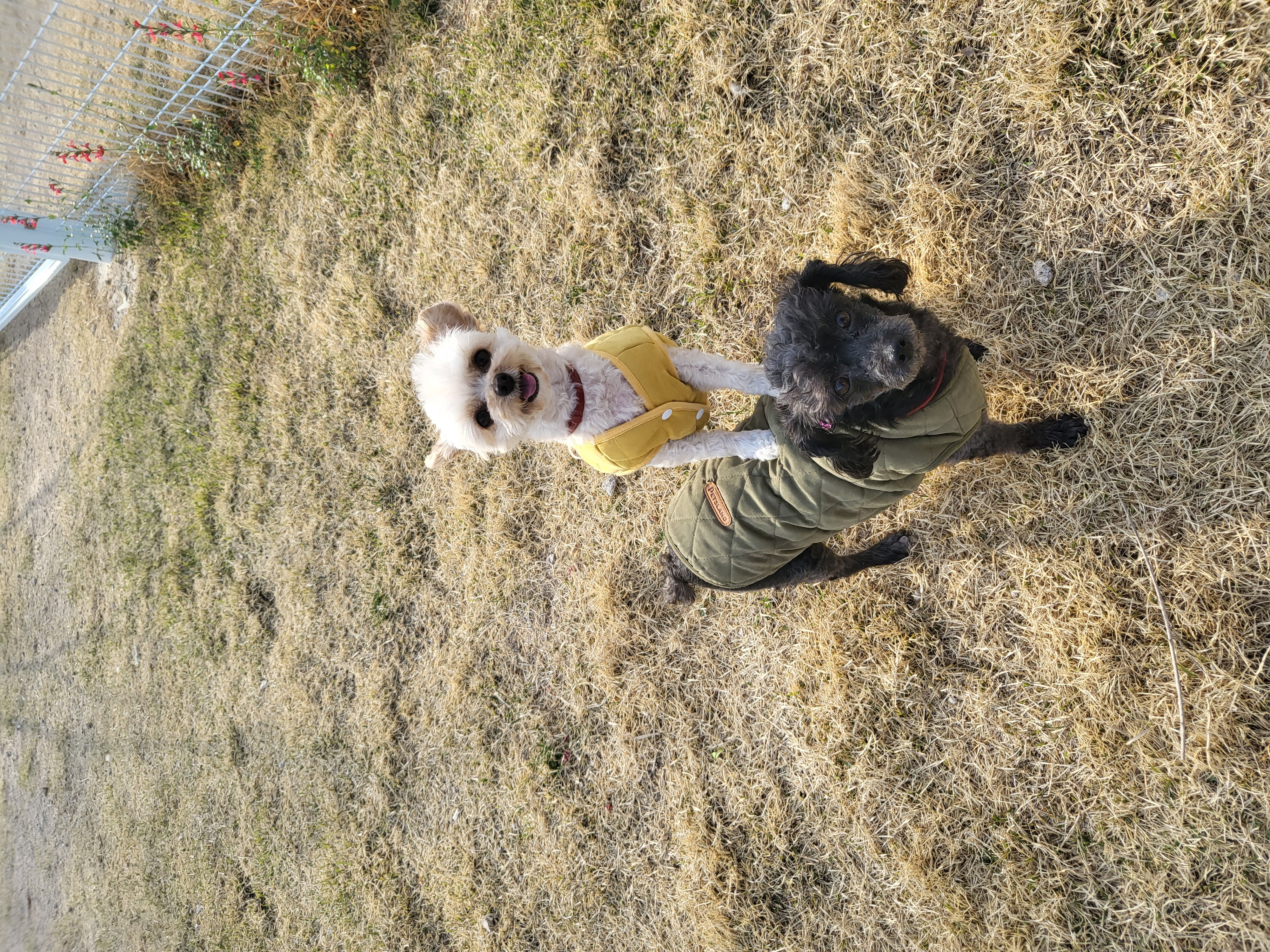 (영천번식장)푸푸,공주 입양 2년