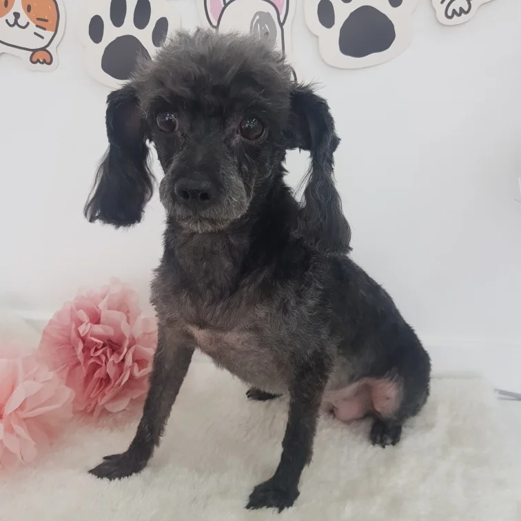 (영천번식장)푸푸,공주 입양 2년