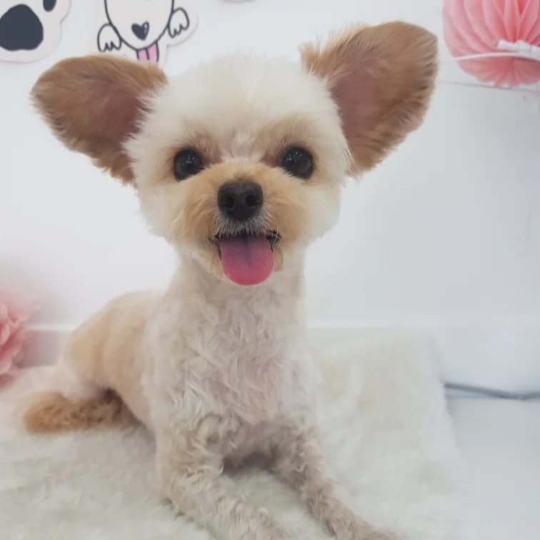 (영천번식장)푸푸,공주 입양 2년