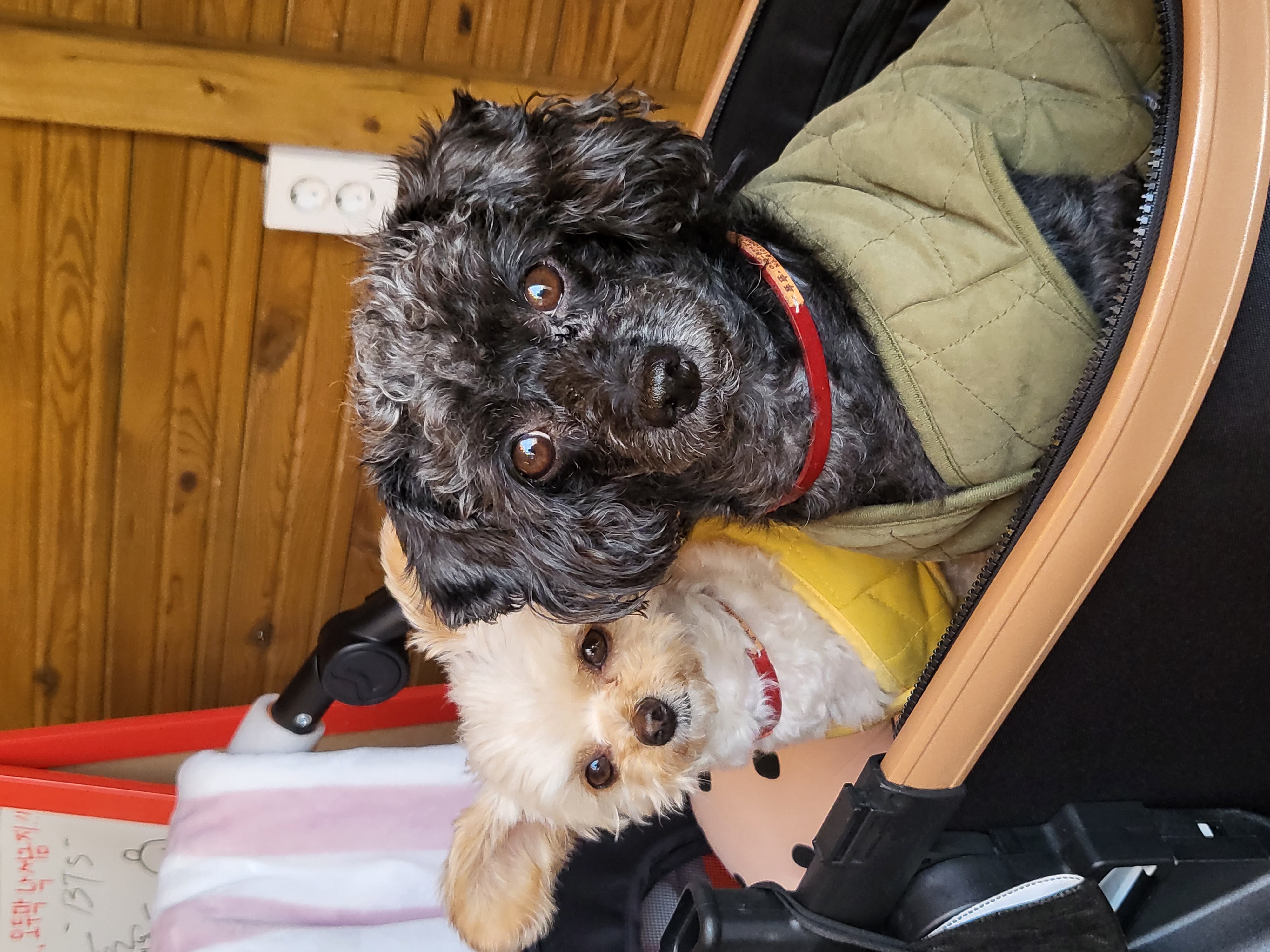 (영천번식장)푸푸,공주 입양 2년