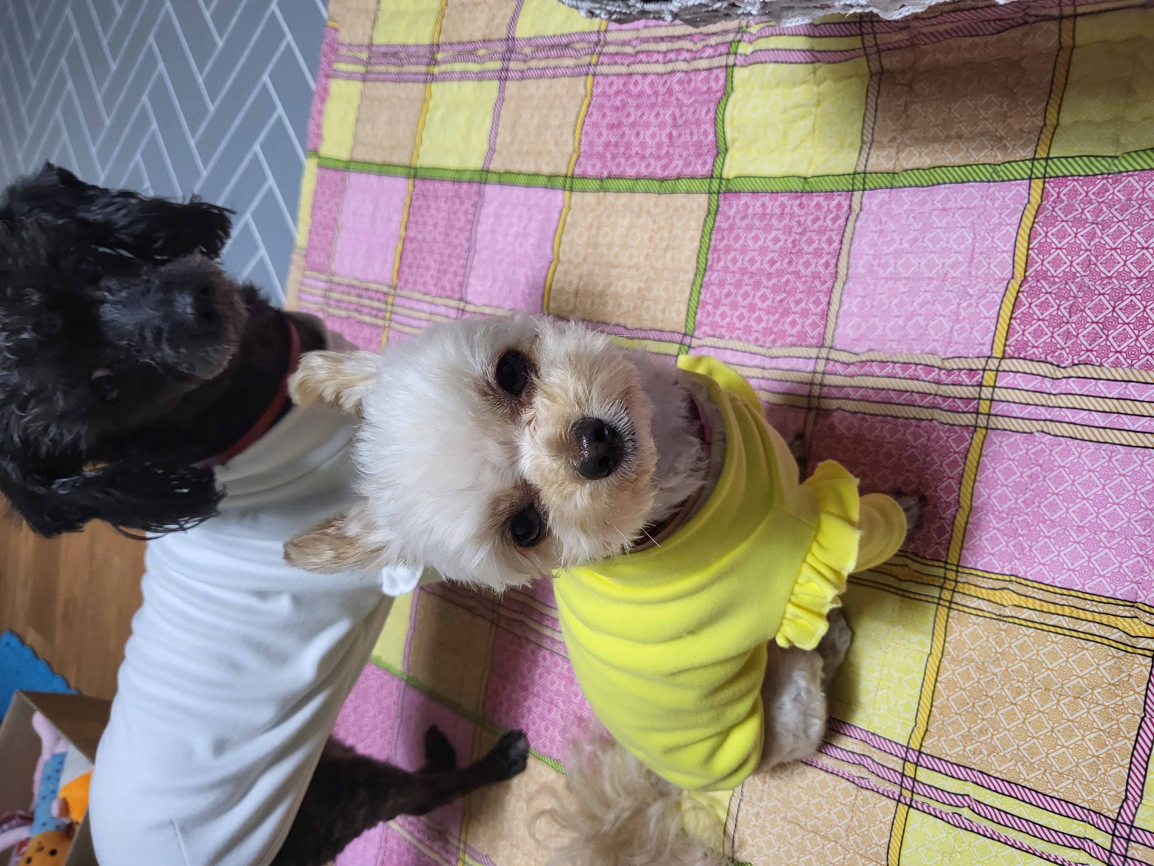 (영천번식장)푸푸,공주 입양 2년