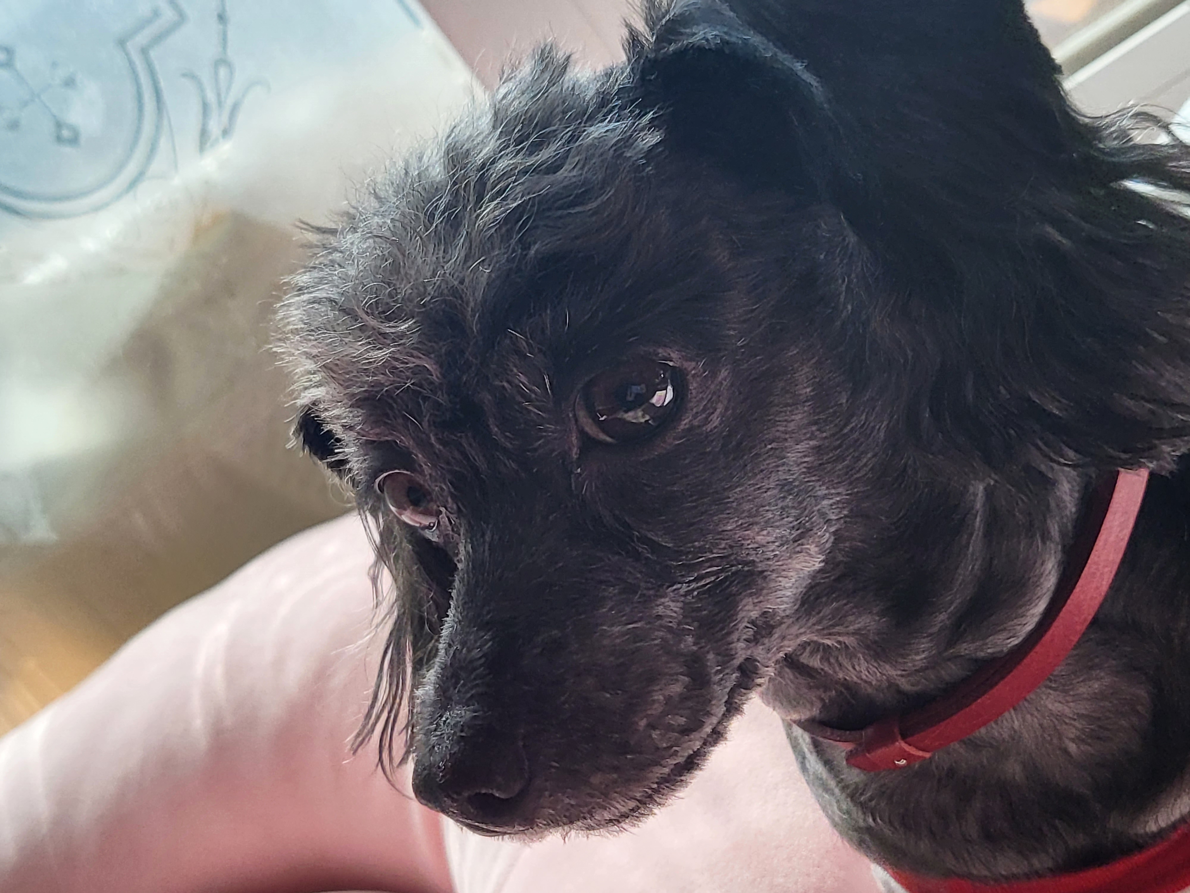 (영천번식장)푸푸,공주 입양 2년