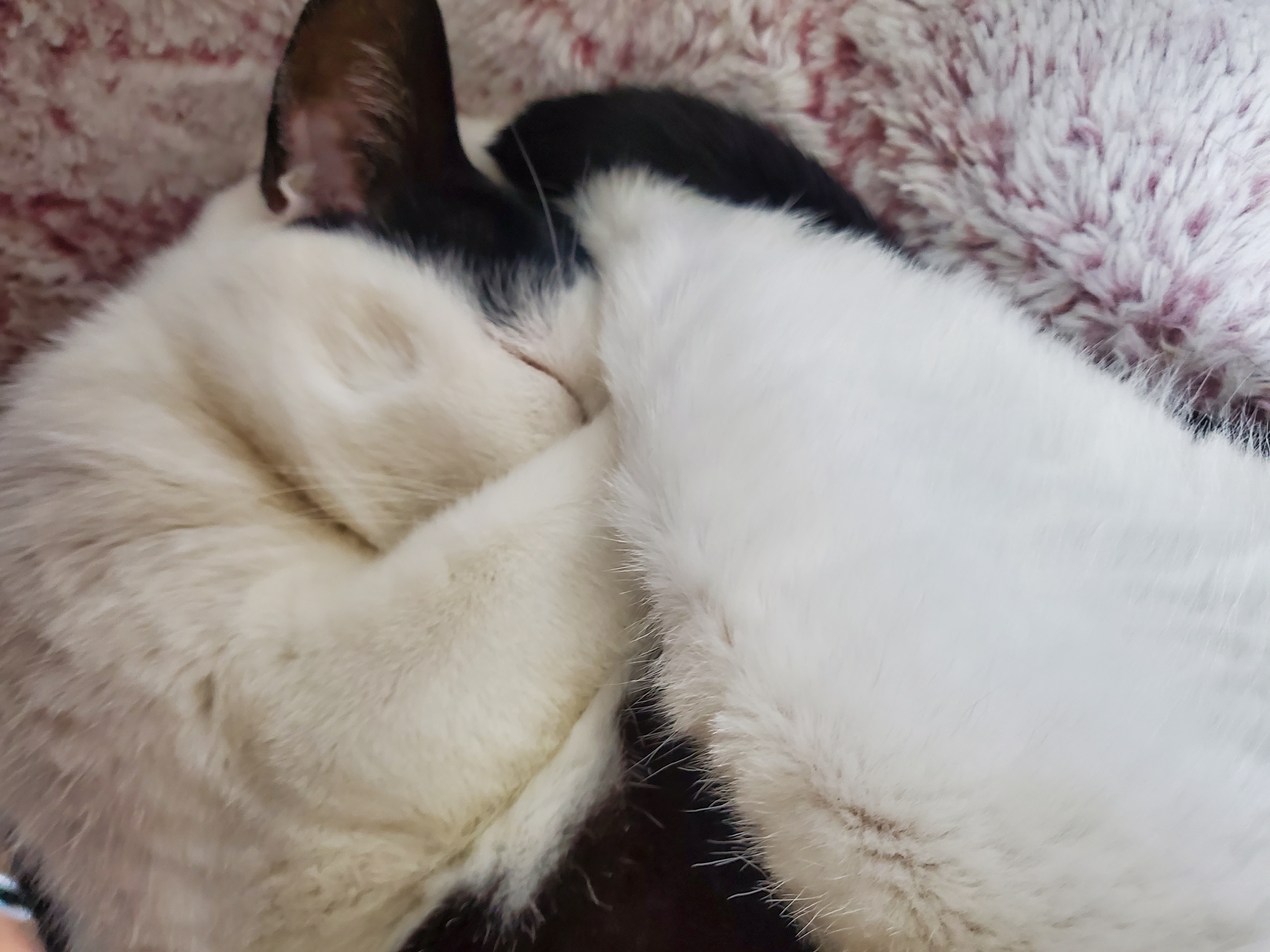 앵두,정의를 입양한지 8년