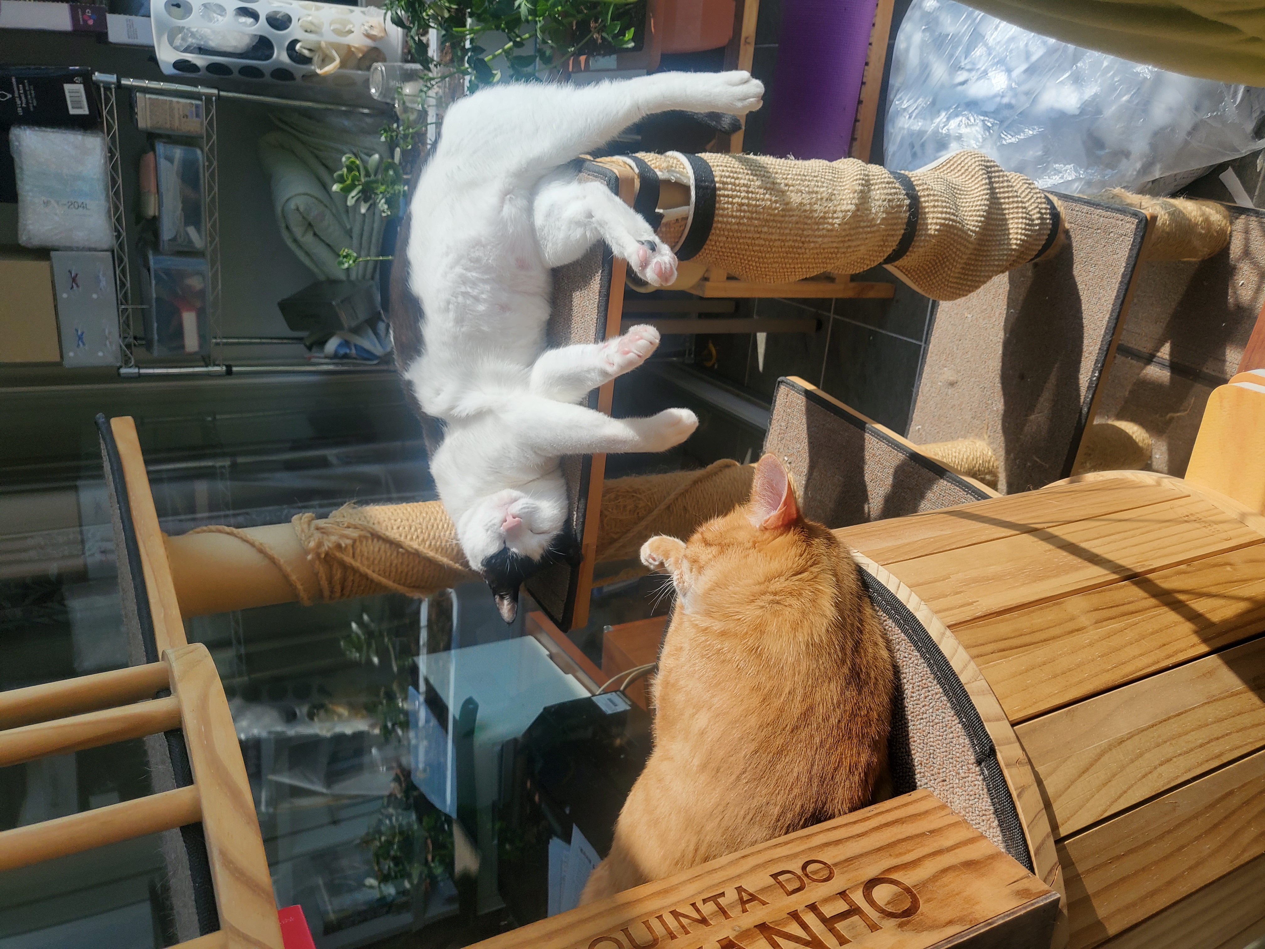 앵두,정의를 입양한지 8년