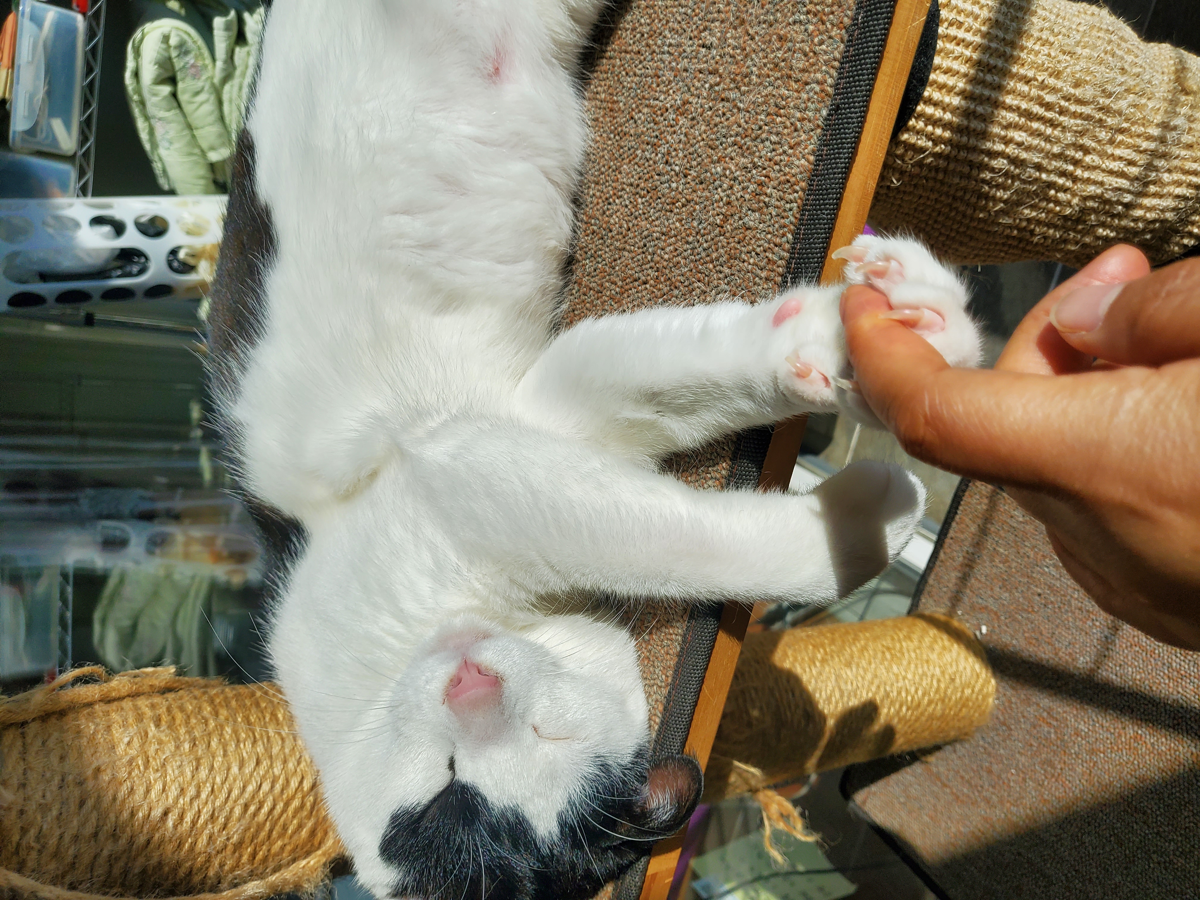 앵두,정의를 입양한지 8년