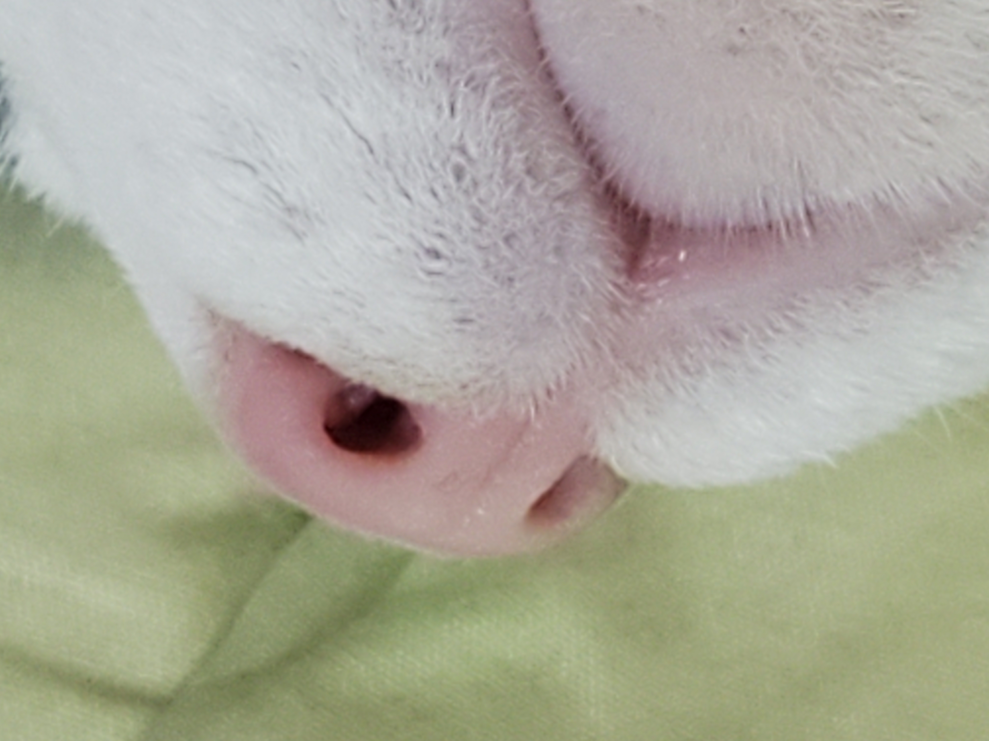 앵두,정의를 입양한지 8년