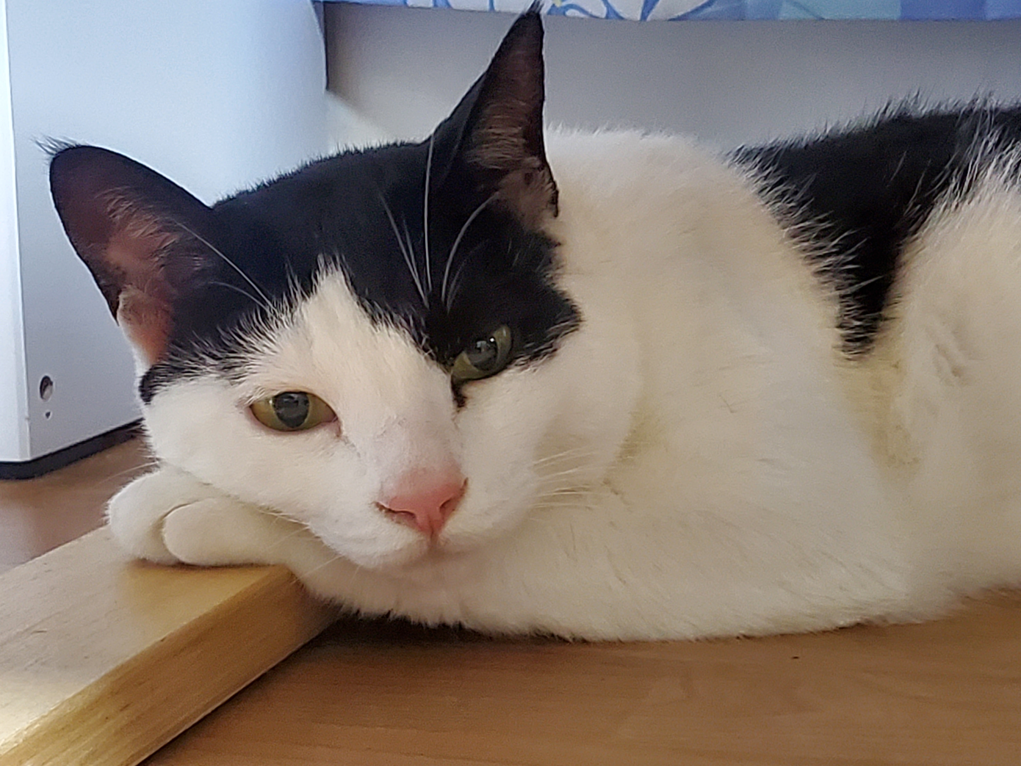 앵두,정의를 입양한지 8년