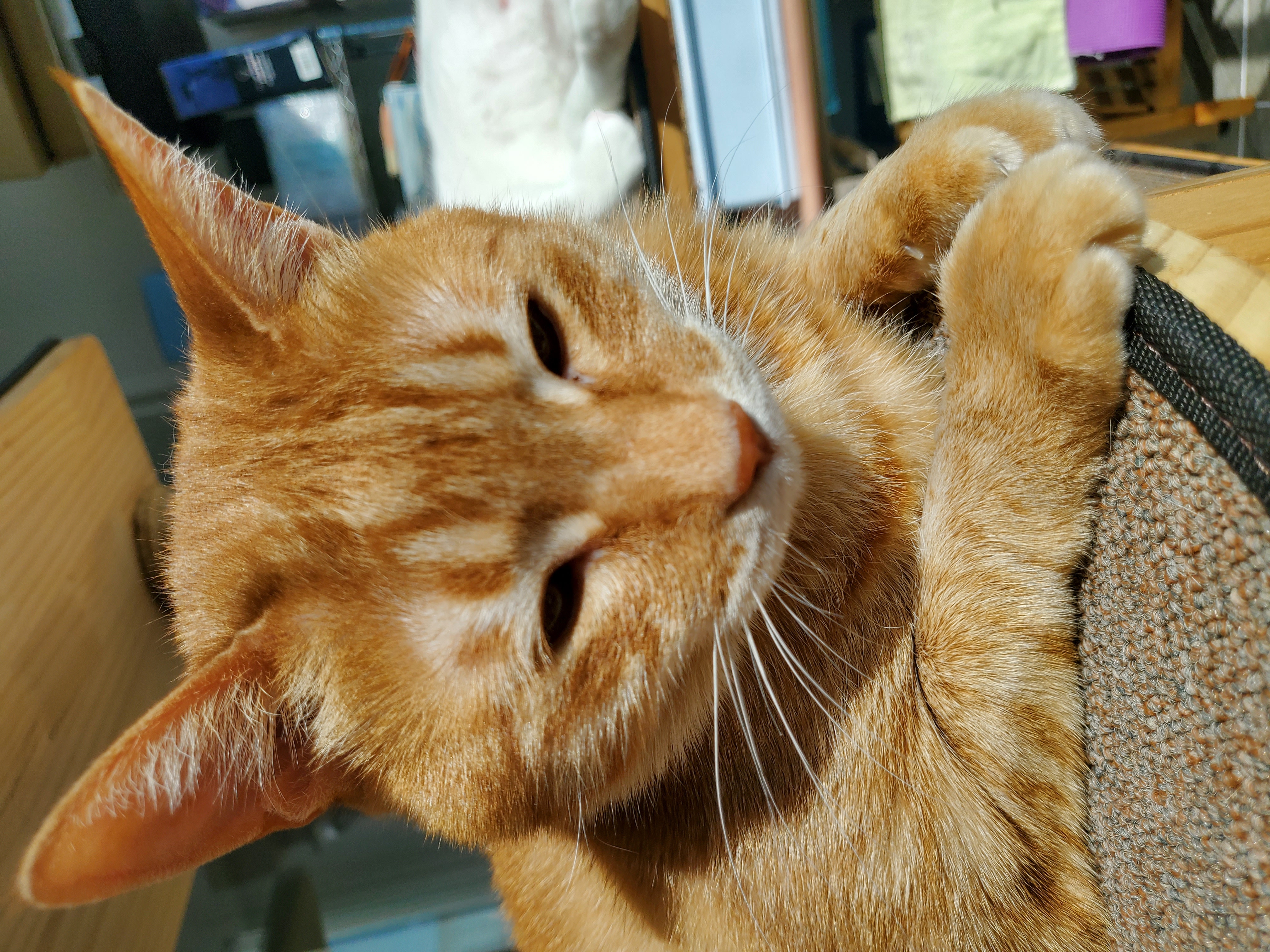 앵두,정의를 입양한지 8년