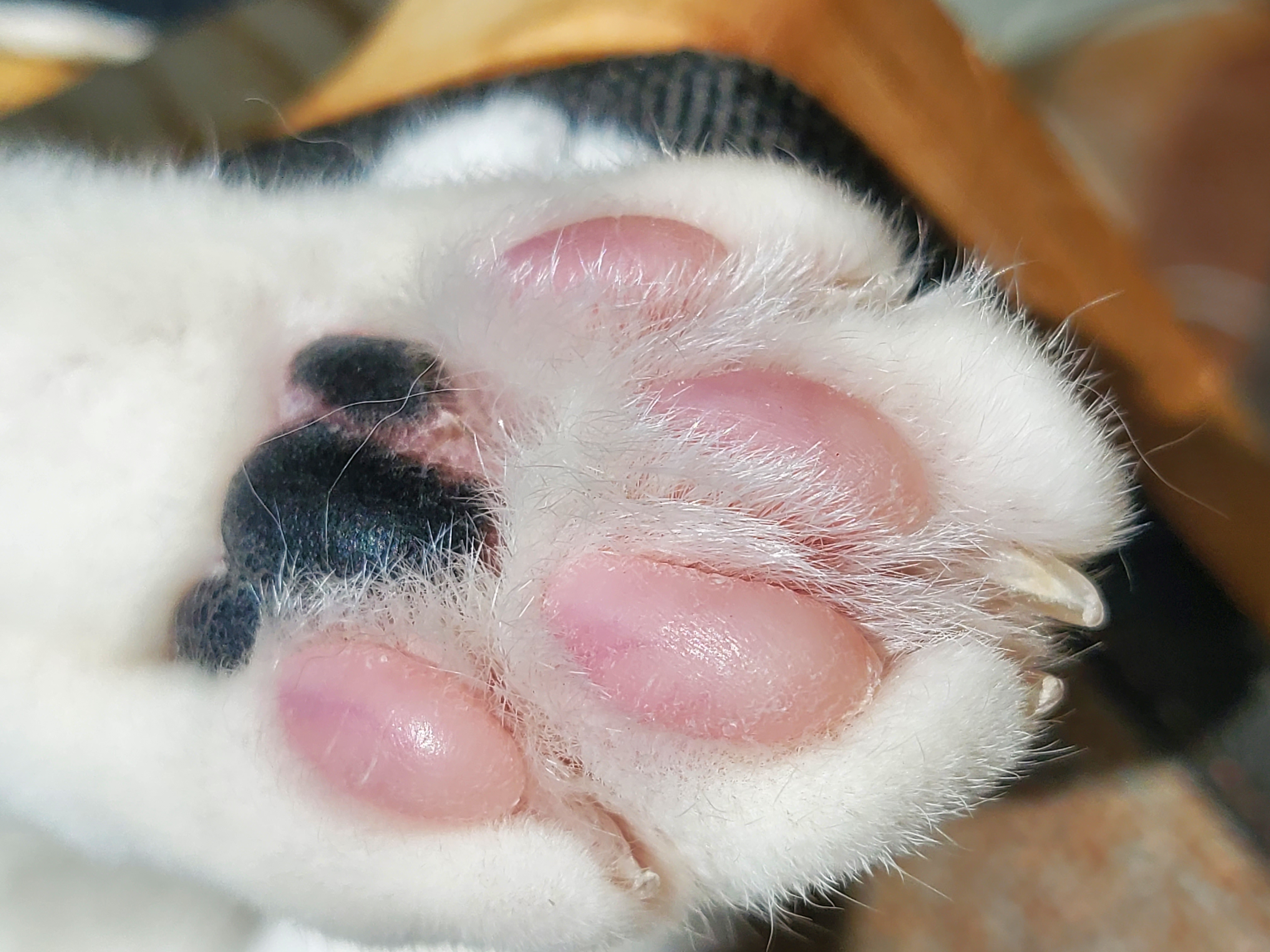 앵두,정의를 입양한지 8년