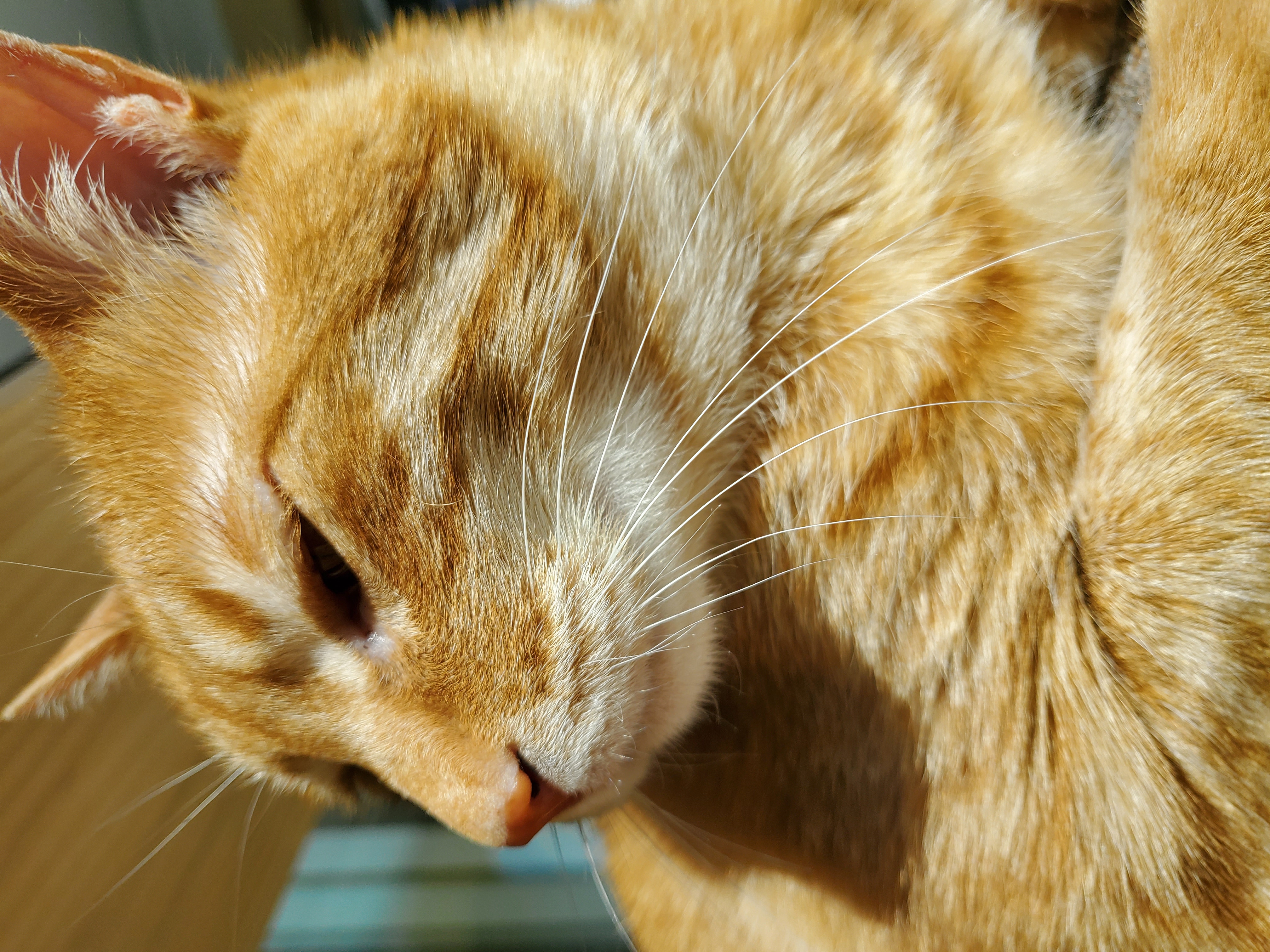 앵두,정의를 입양한지 8년