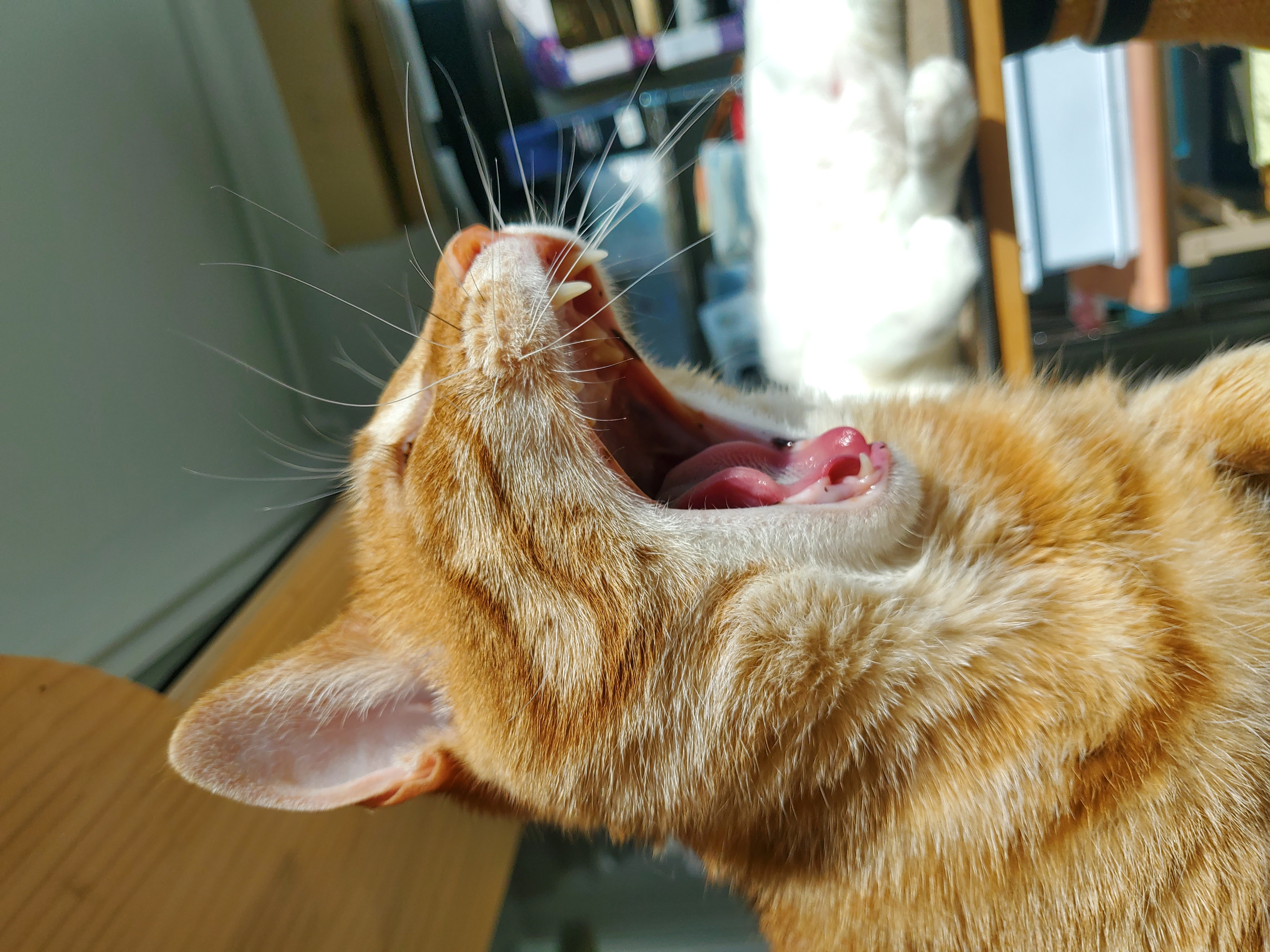 앵두,정의를 입양한지 8년