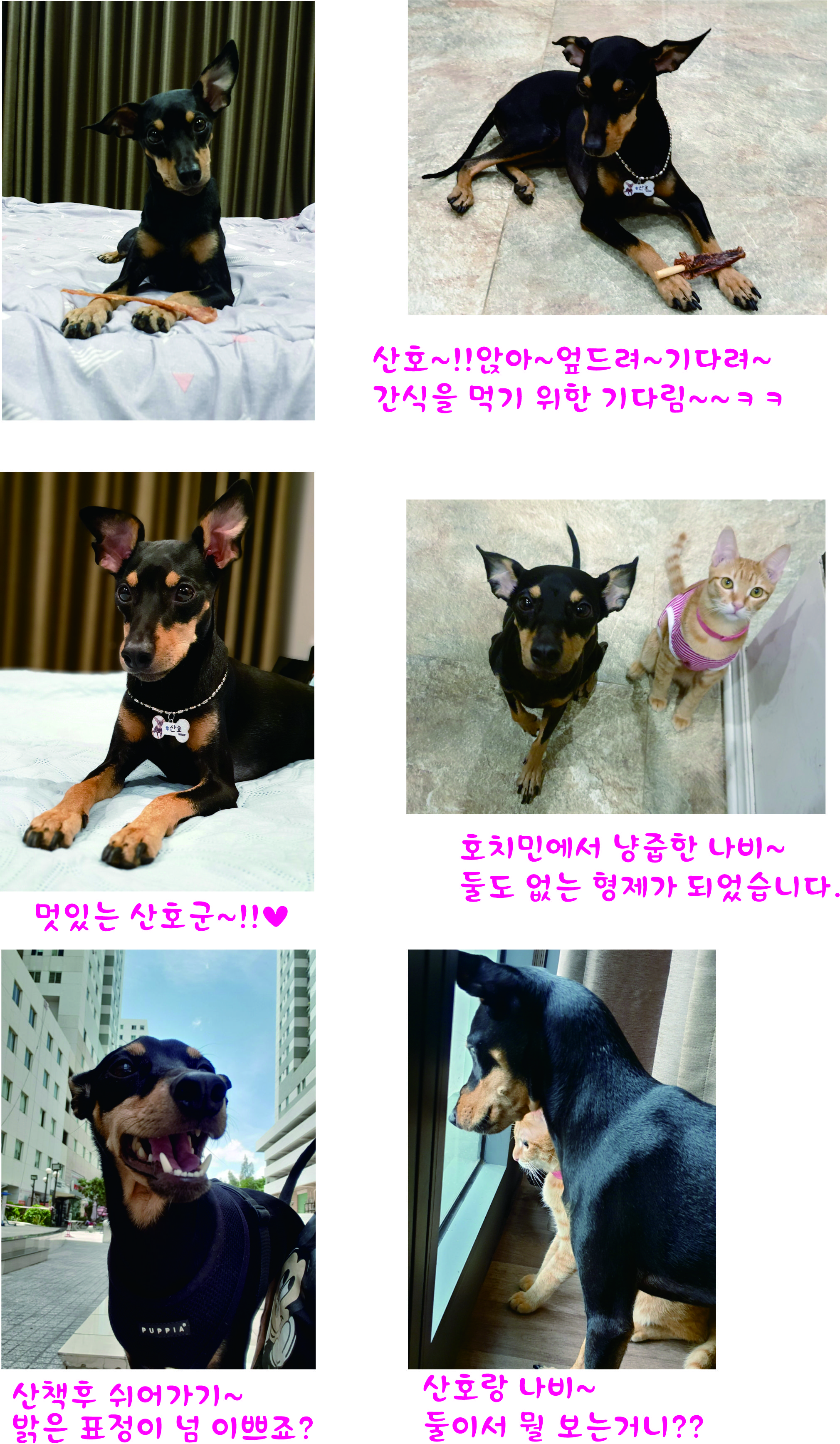 산호~!! 가족이 된지 4년