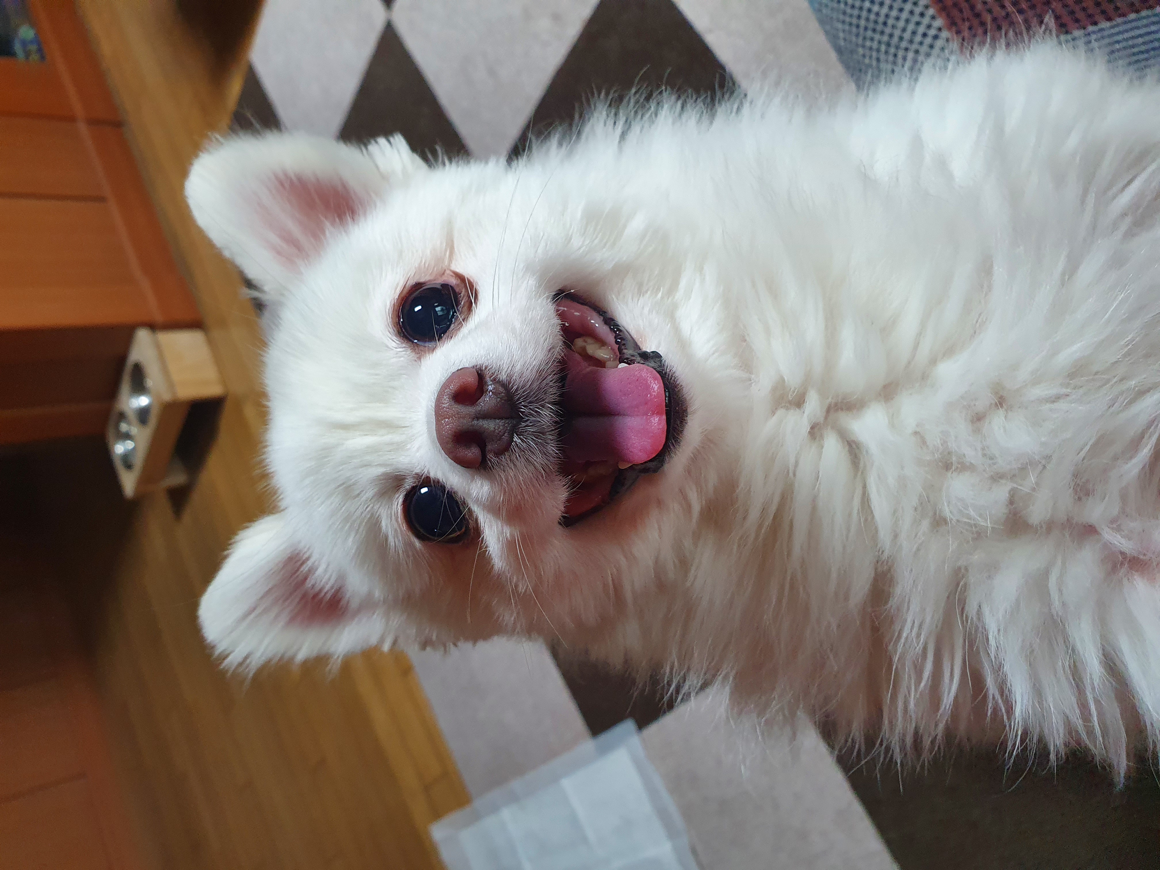 봄이(곤지암 눈송이) 1주년💜💜