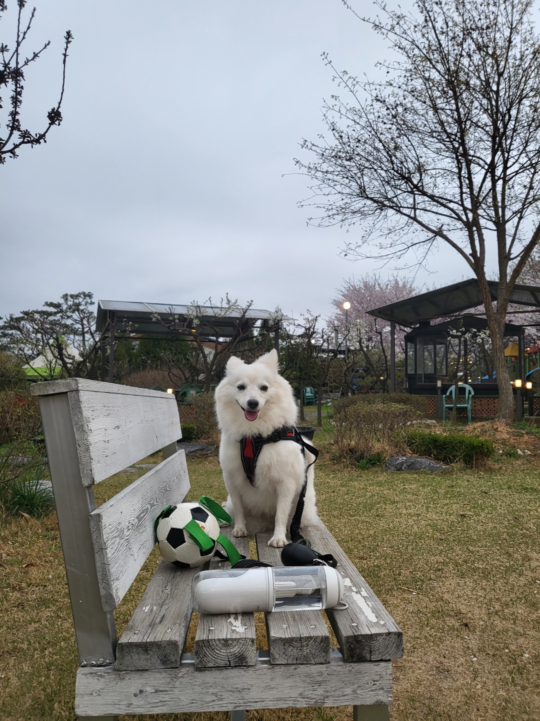 벚꽃길 산책중
