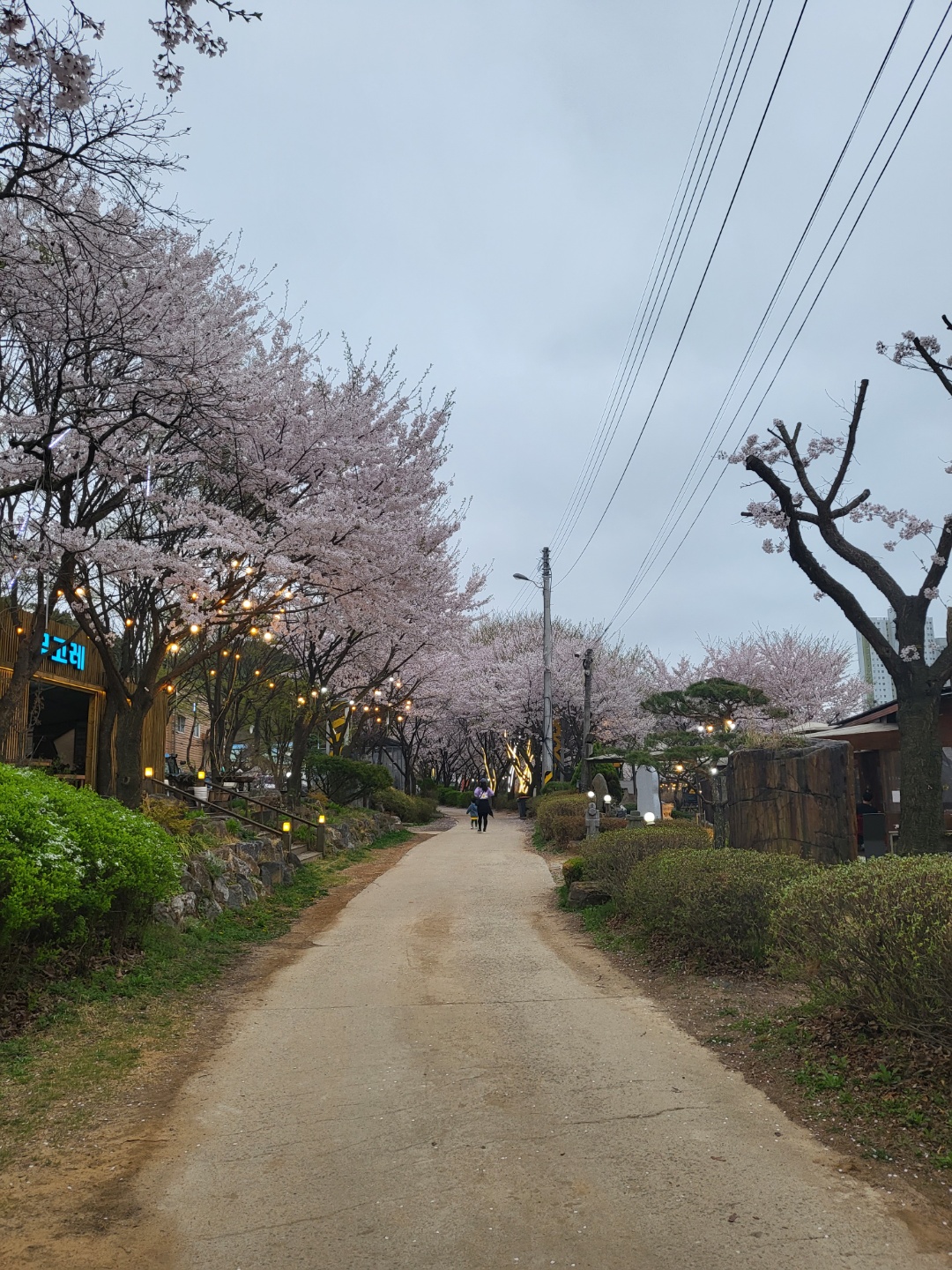 벚꽃길 산책중