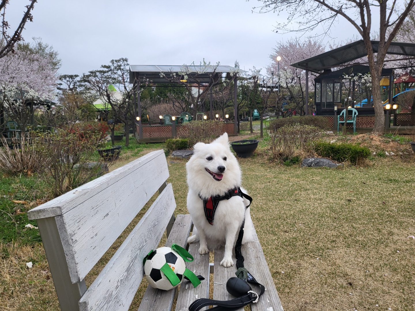 벚꽃길 산책중
