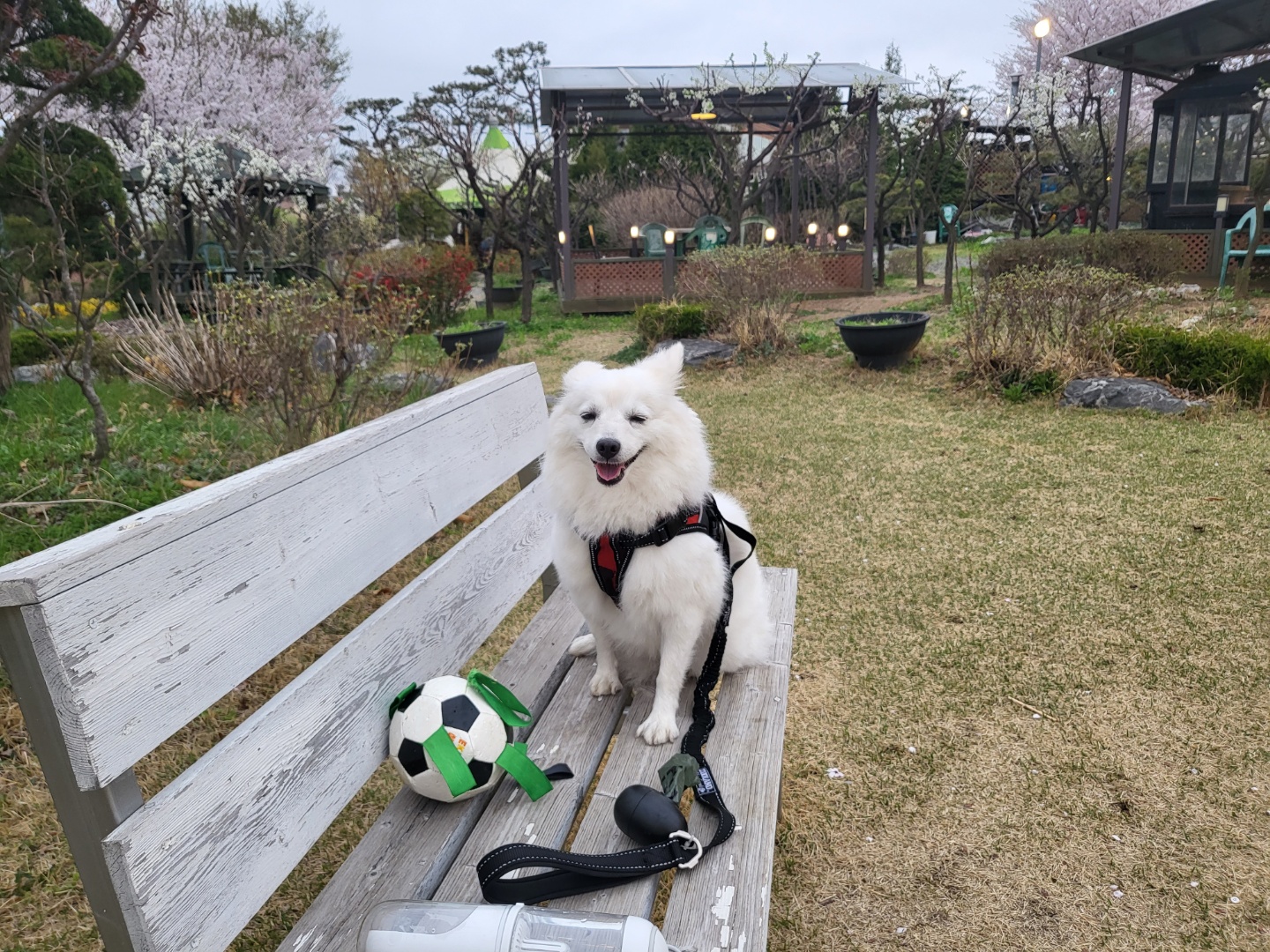 벚꽃길 산책중