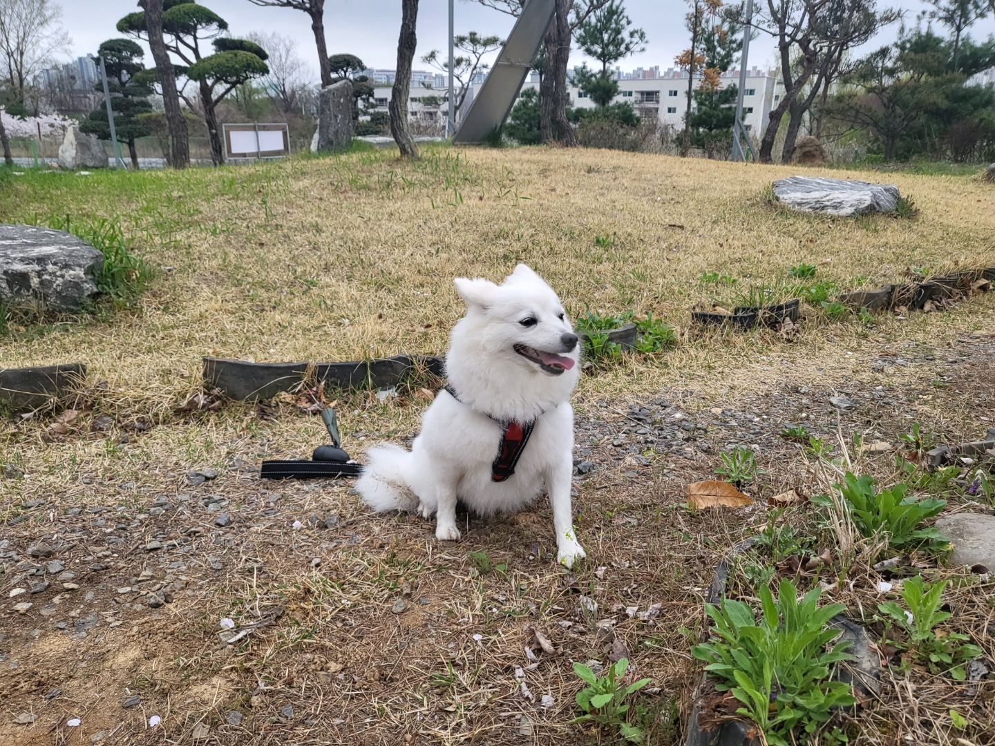 벚꽃길 산책중