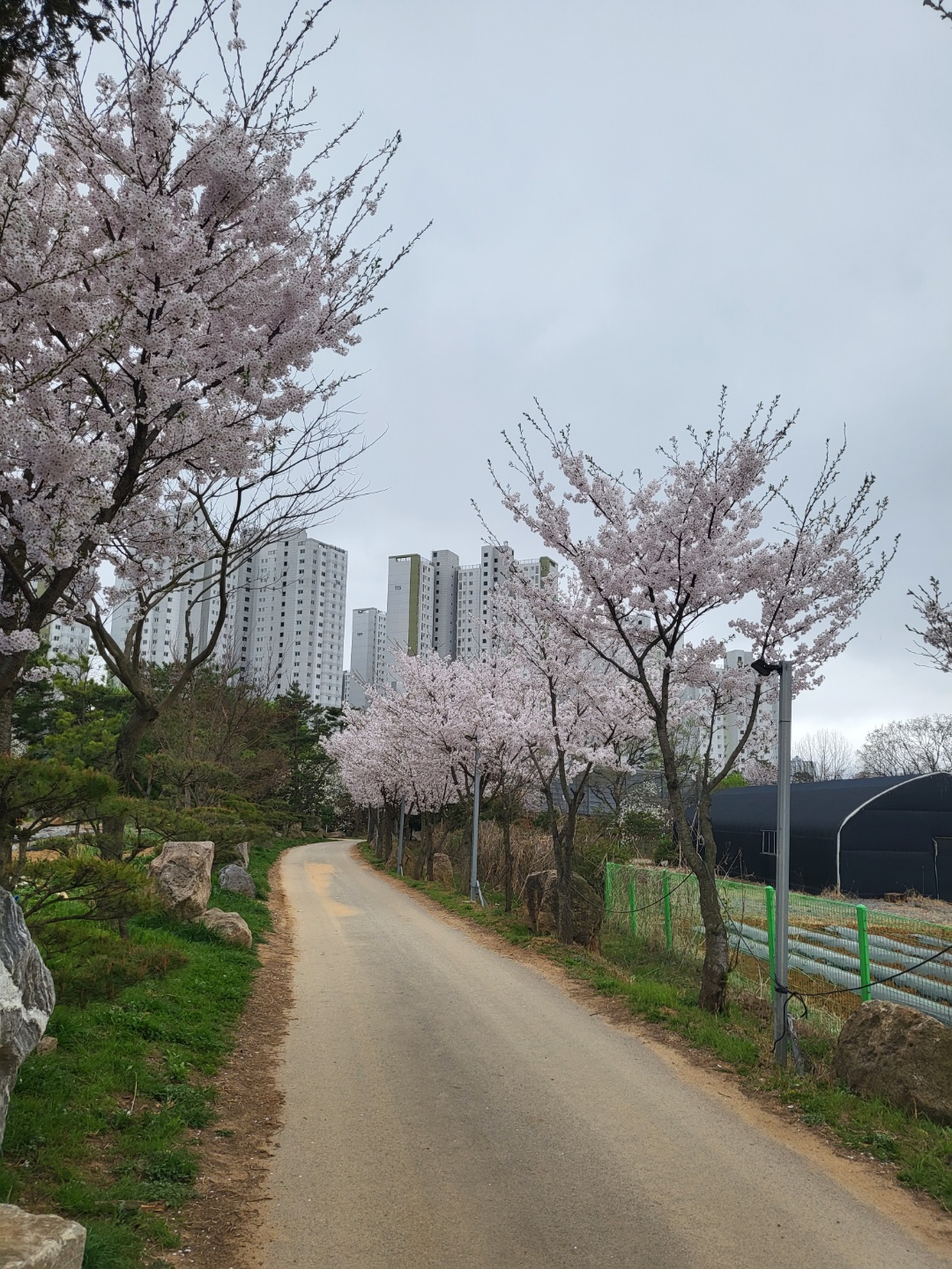 벚꽃길 산책중