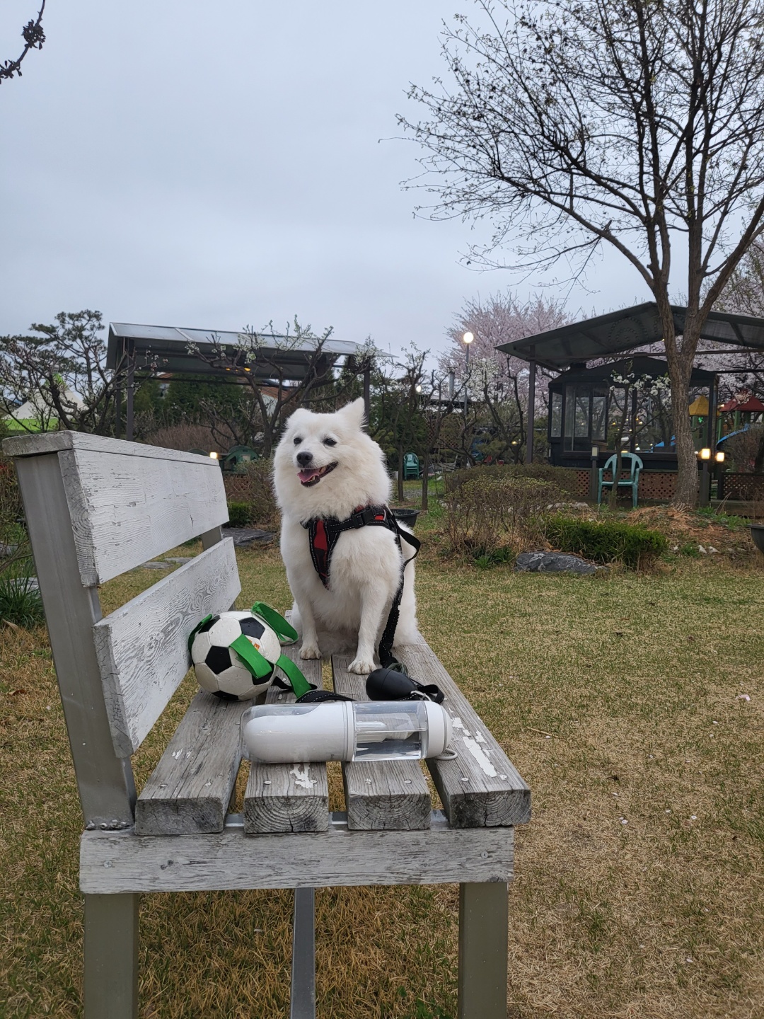 벚꽃길 산책중